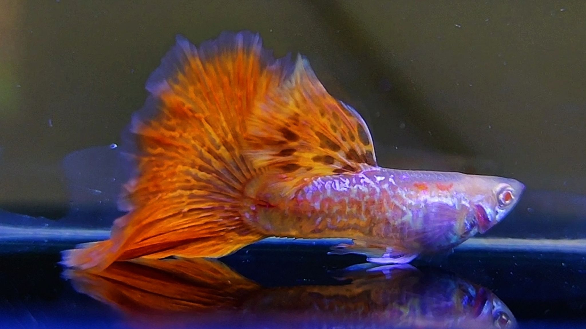 Albino red dragon New Guppys 