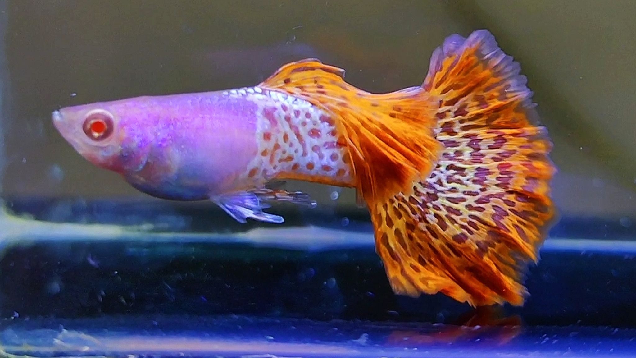 Albino mettal snakeskin red lace ROSTAIL guppys