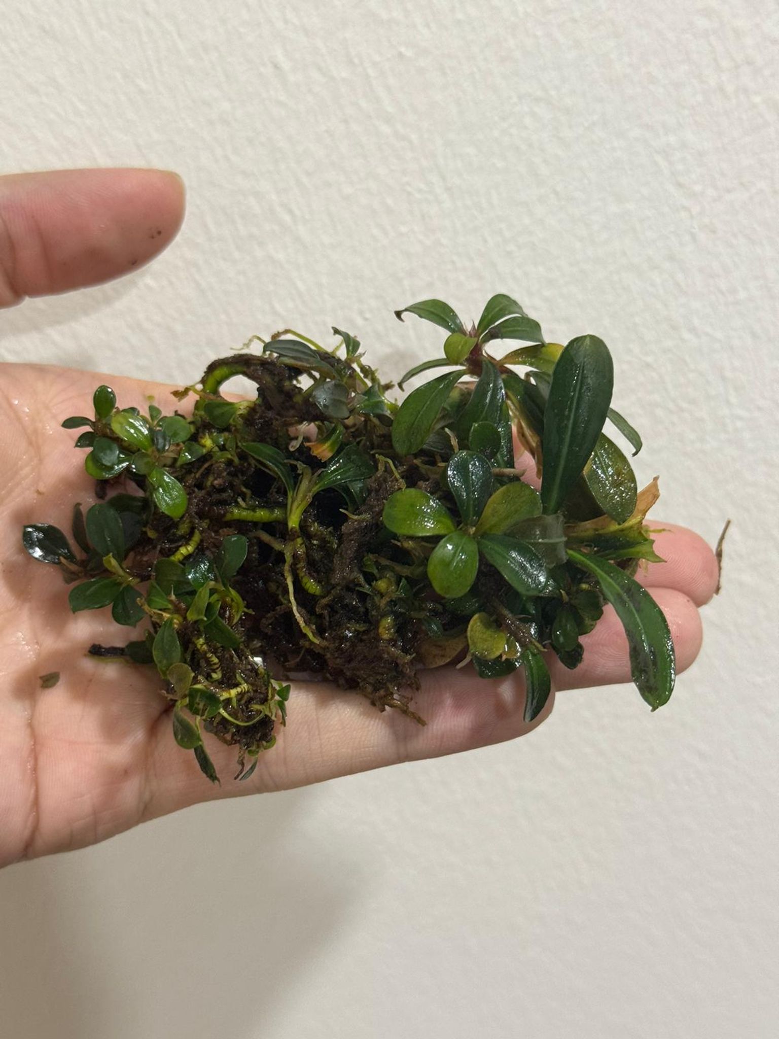 Product image Bucephalandra (Buce) - Aquarium Live Plant Bucep 3 icon arrow left boldicon arrow right bold Share: 0 Product Information Section Bucephalandra (Buce) - Aquarium Live Plant Bucep