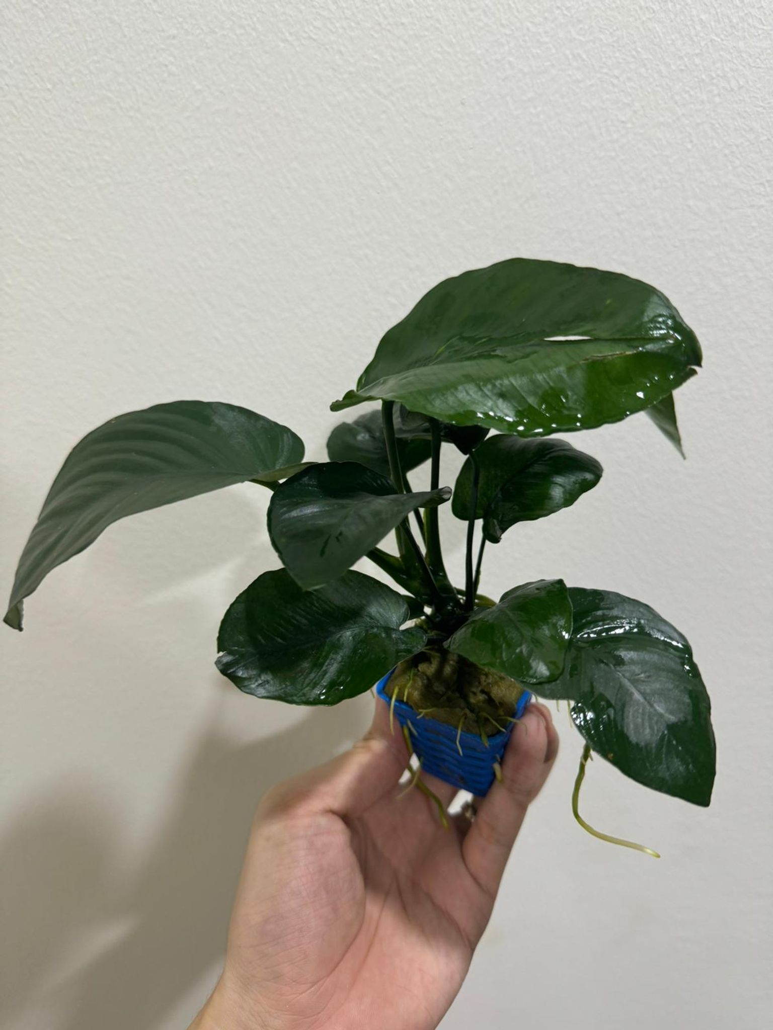 Anubias var. - Aquatic Live Plant Aquarium Aquascape Anubias Nana Petite Golden Coin Coffeefolia