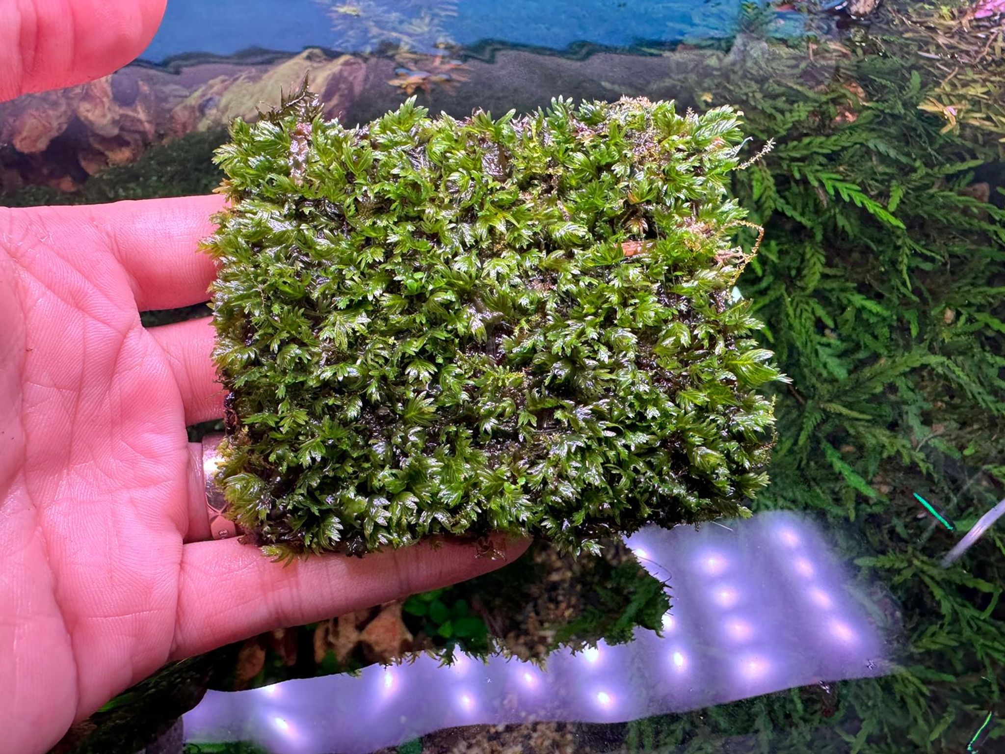 Aquarium Live Aquatic Moss Assorted Moss Mesh (7x7cm)