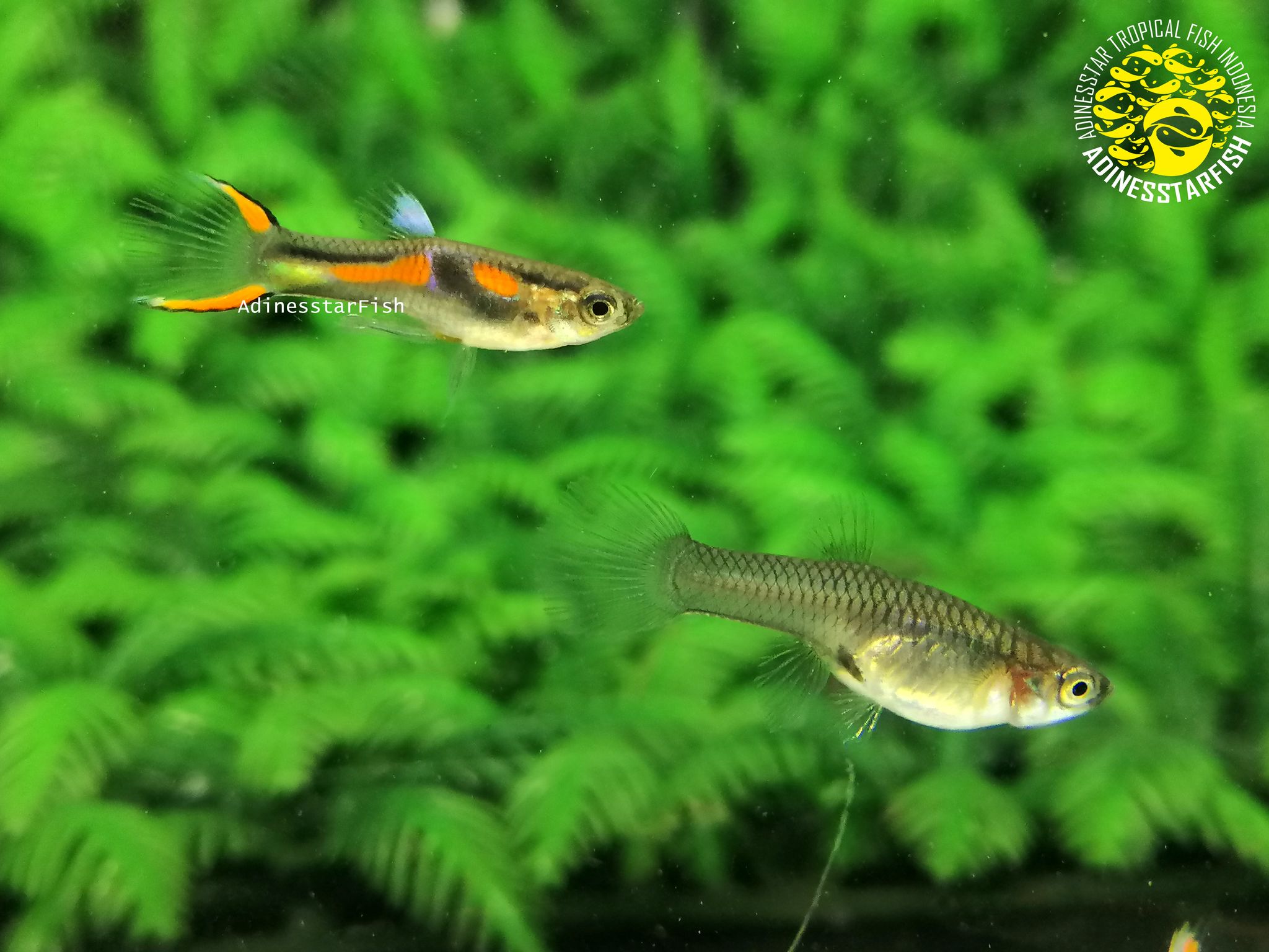 Endler Black Bar Hybrid 