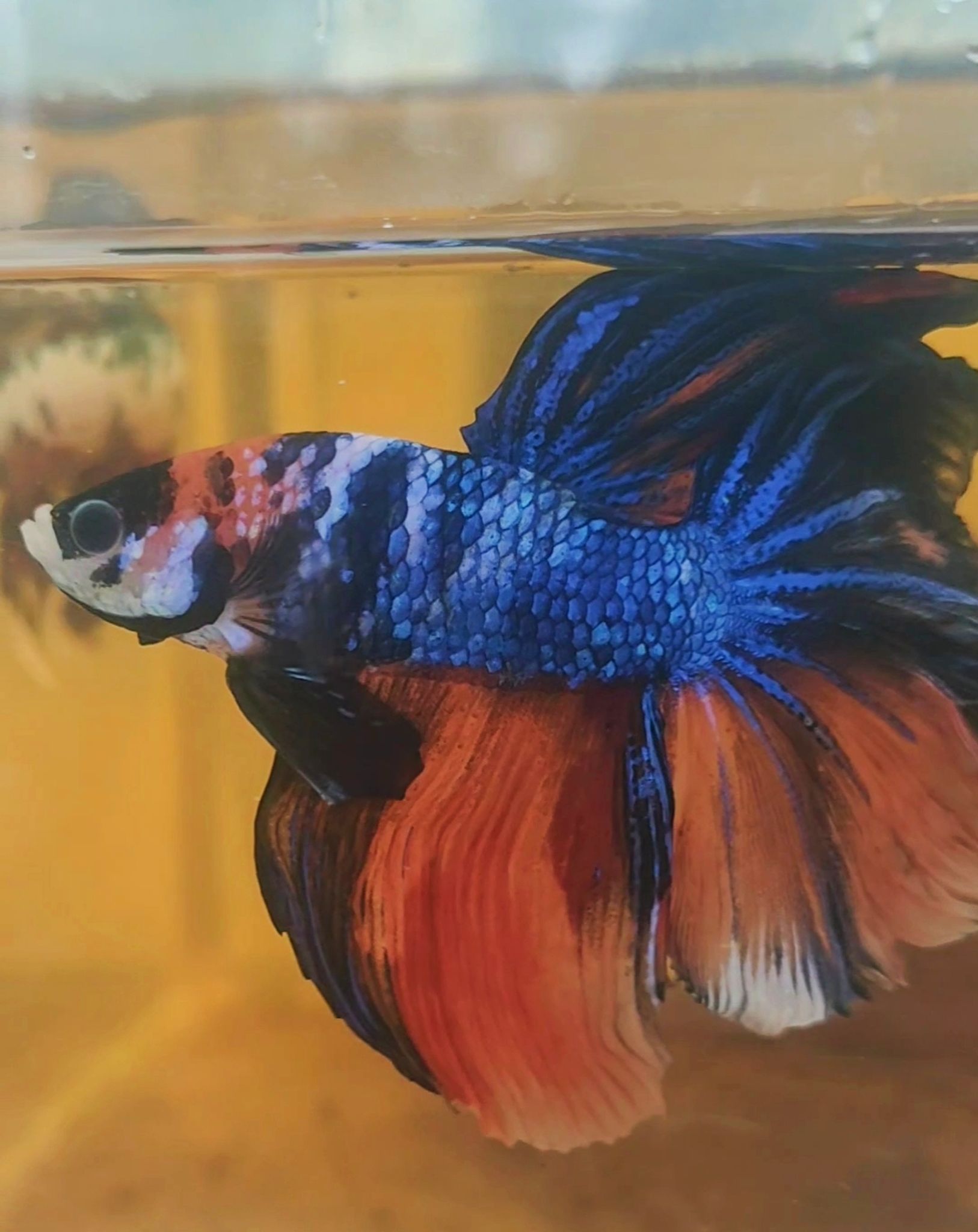 Bettafish halfmoon big size || Nemo multycolour long tail || bettafish halfmoon