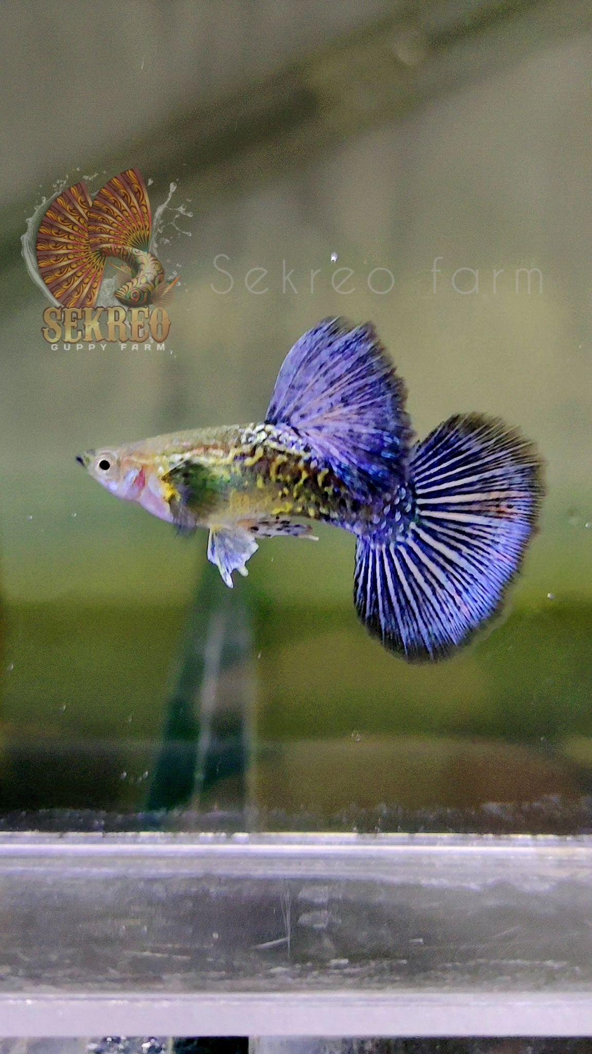 BLUE DRAGON BDS PREMIUM 