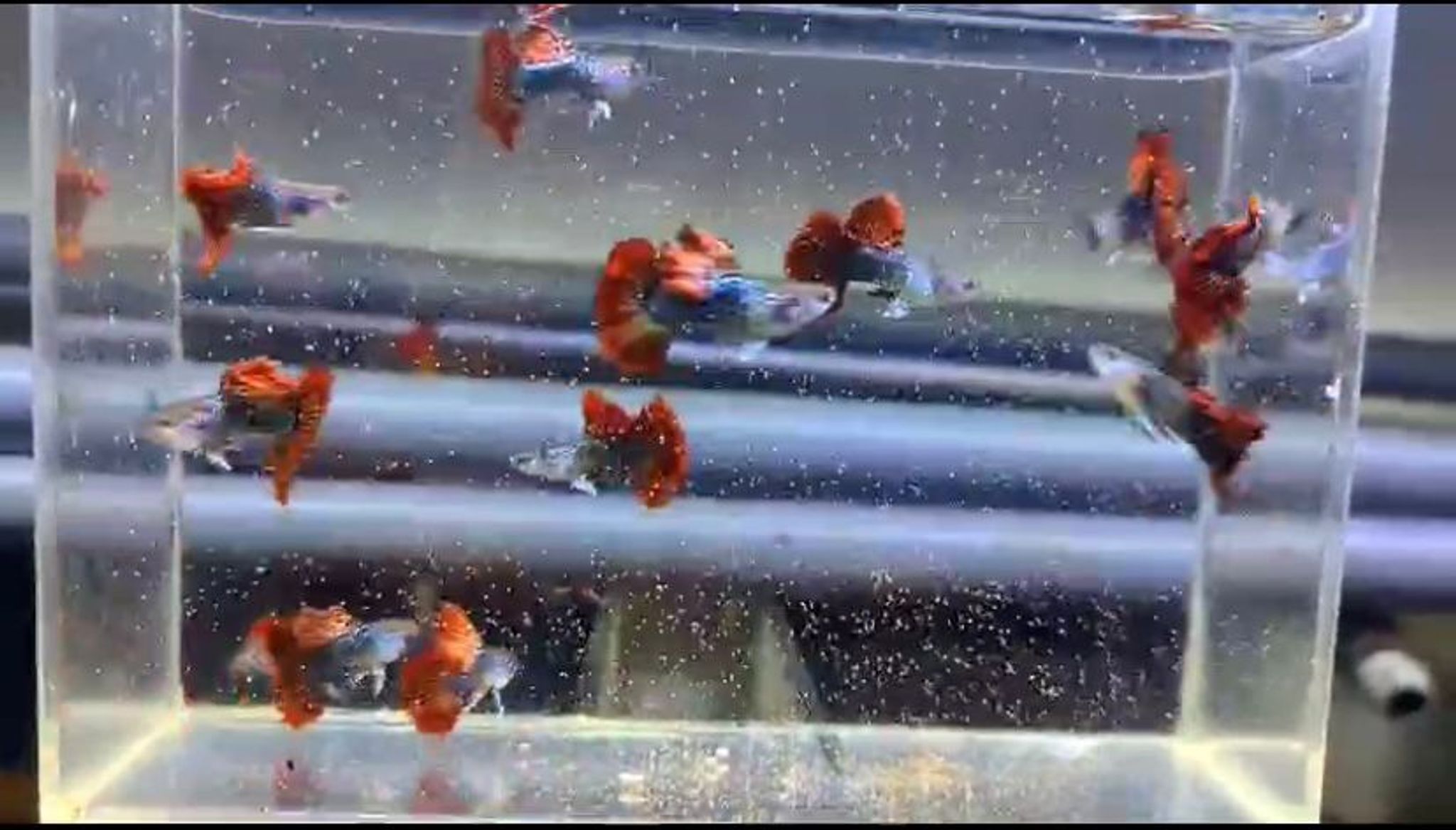 Red Dragon Guppy Pair
