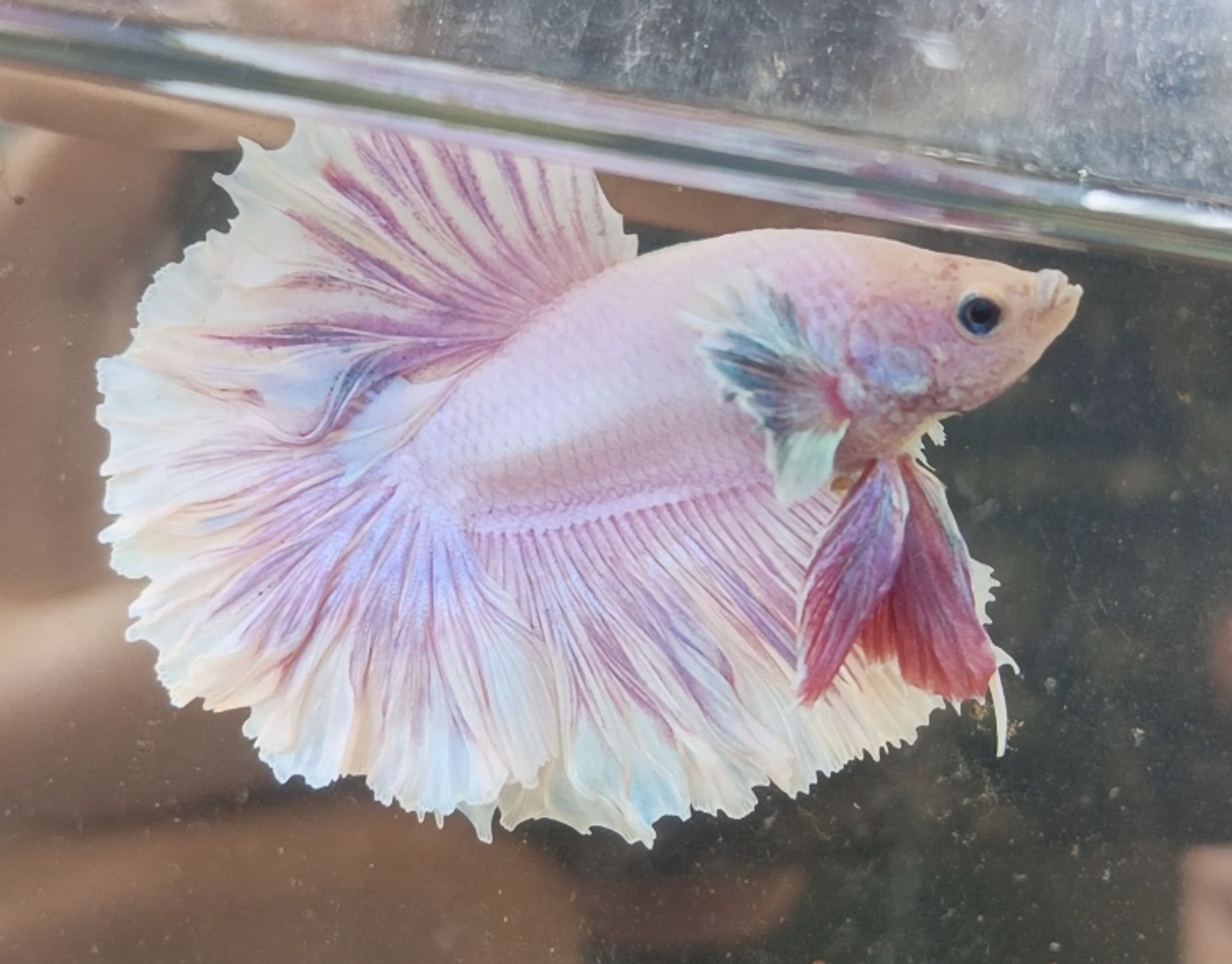 Halfmoon Dumbo ear Feathertail