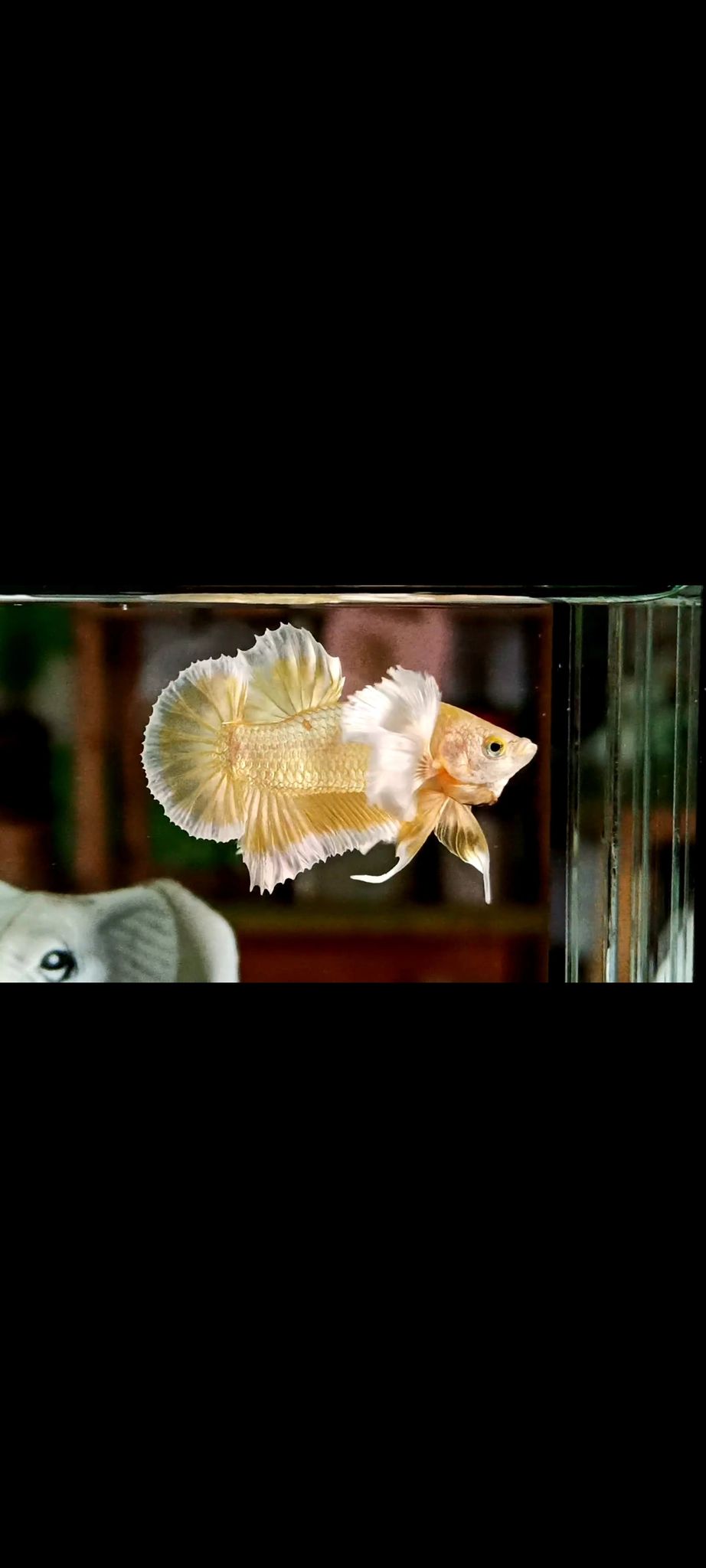 Plakat Dumbo Gold