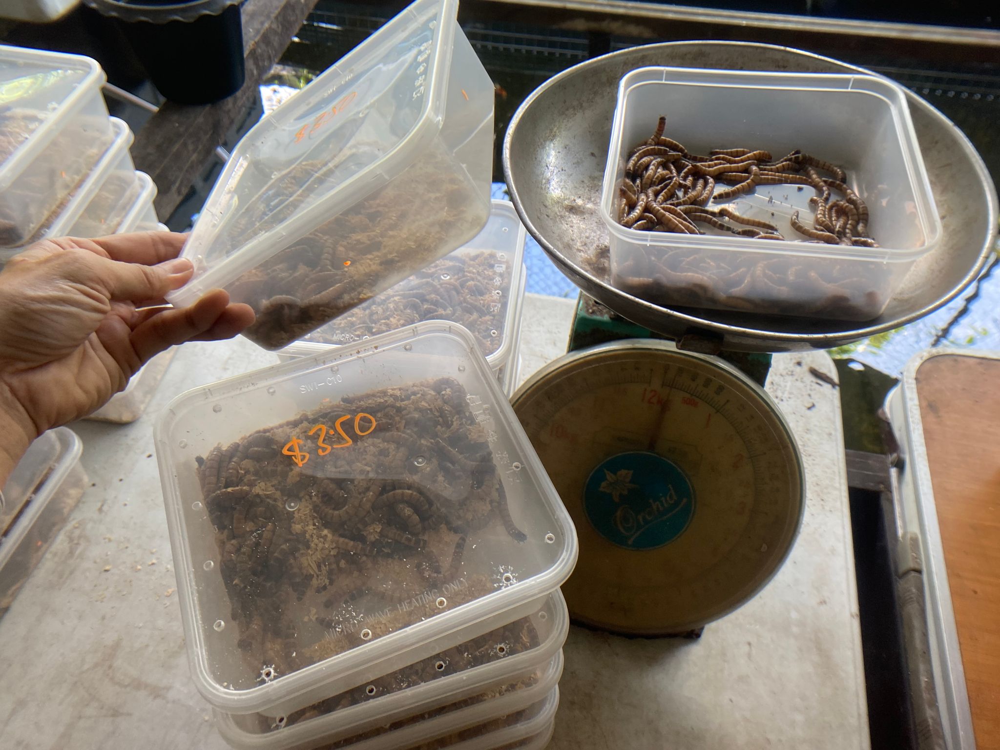 Super worms Superworm worms live feeders
