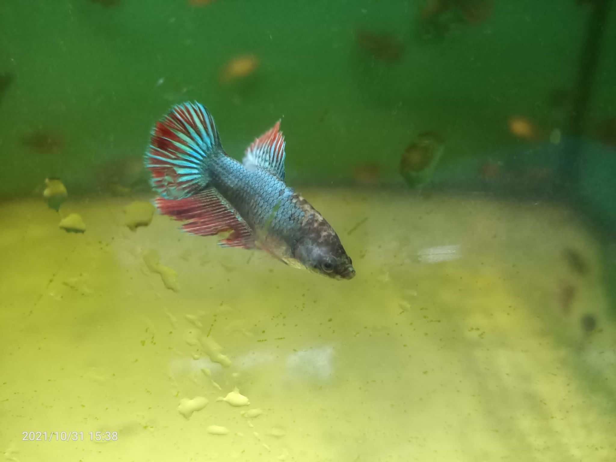 Assorted Female Betta ( BT-0203 )