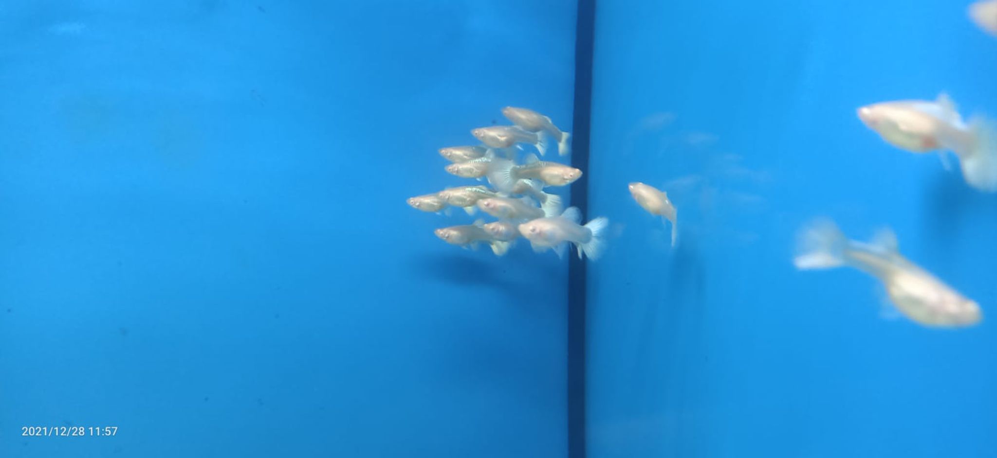 Albino Platinum Guppy