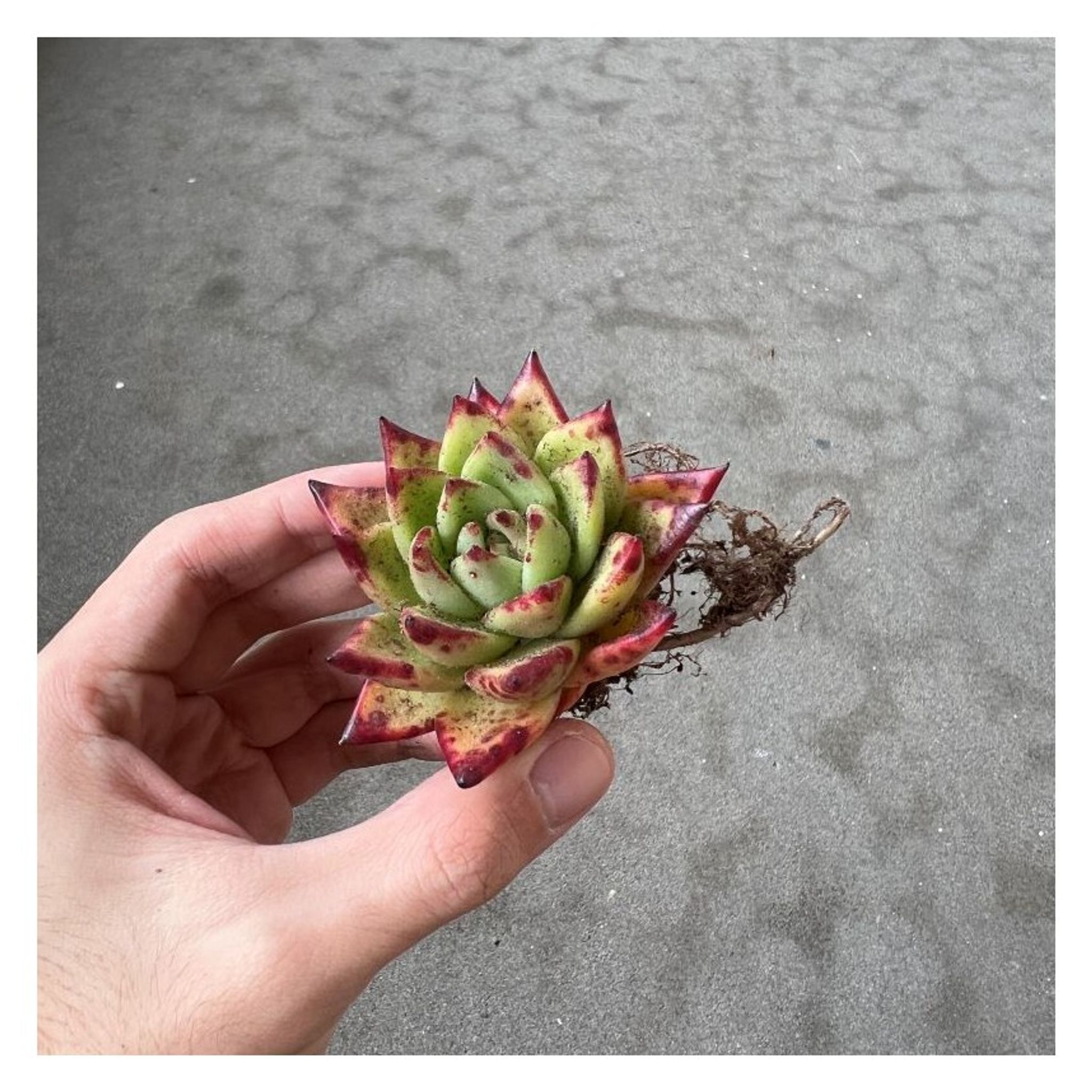 Assorted Bareroot Succulents