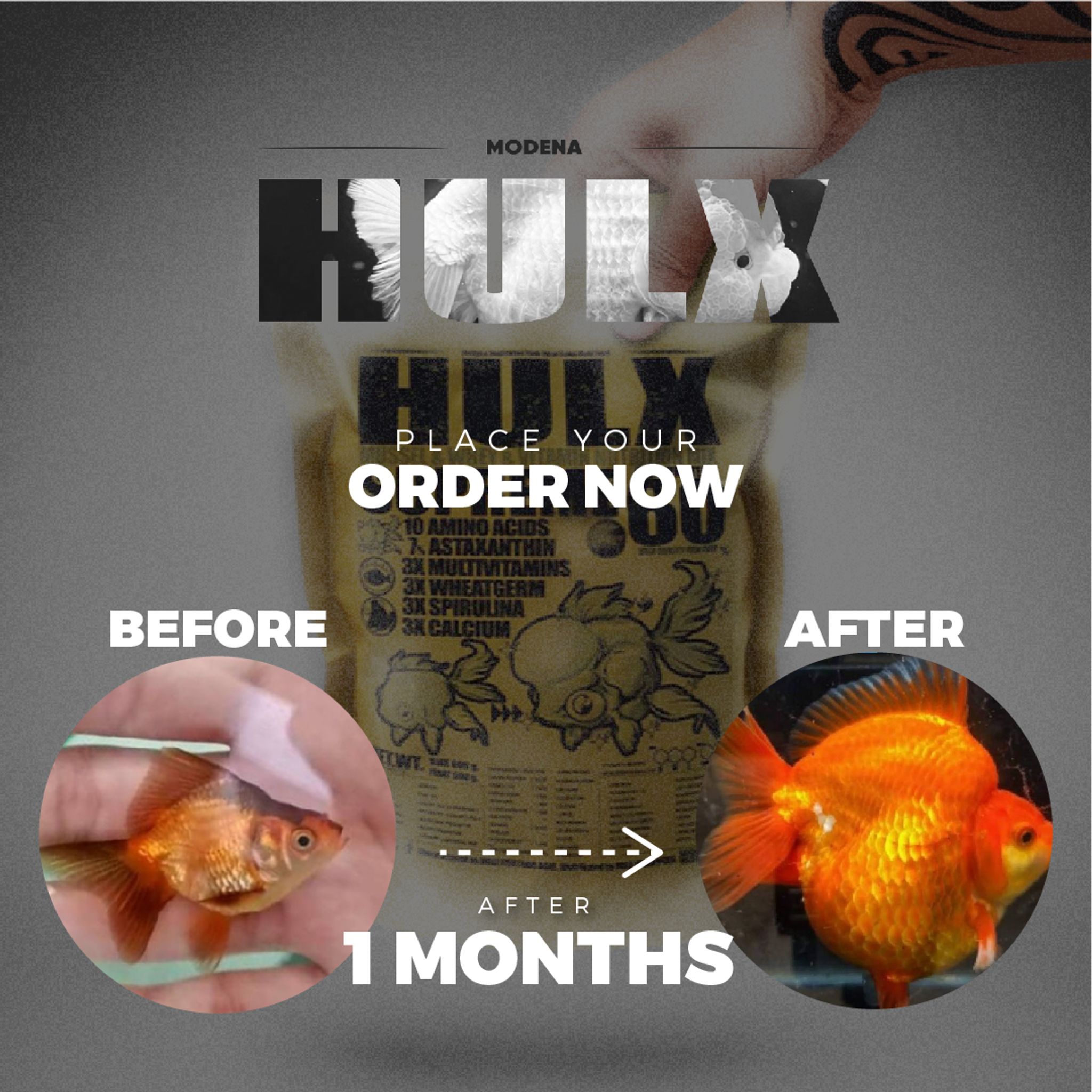 HULX GOLD Goldfish Food For Muscle & Mass Gain, Mussel & Whey & Vitamin Nutrition Mix + Conceive Block, Supreme 60
