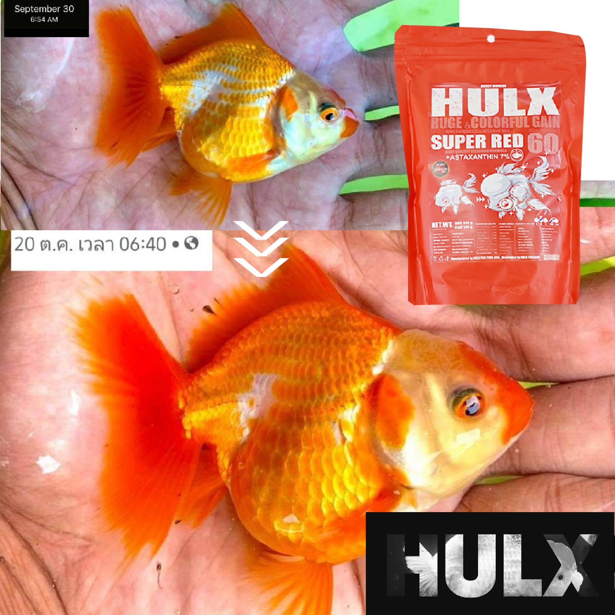 HULX RED Goldfish Food For Huge & Colorful Gain, Mussel & Whey & Vitamin Mix Super Red 60 + Astaxanthin 6%