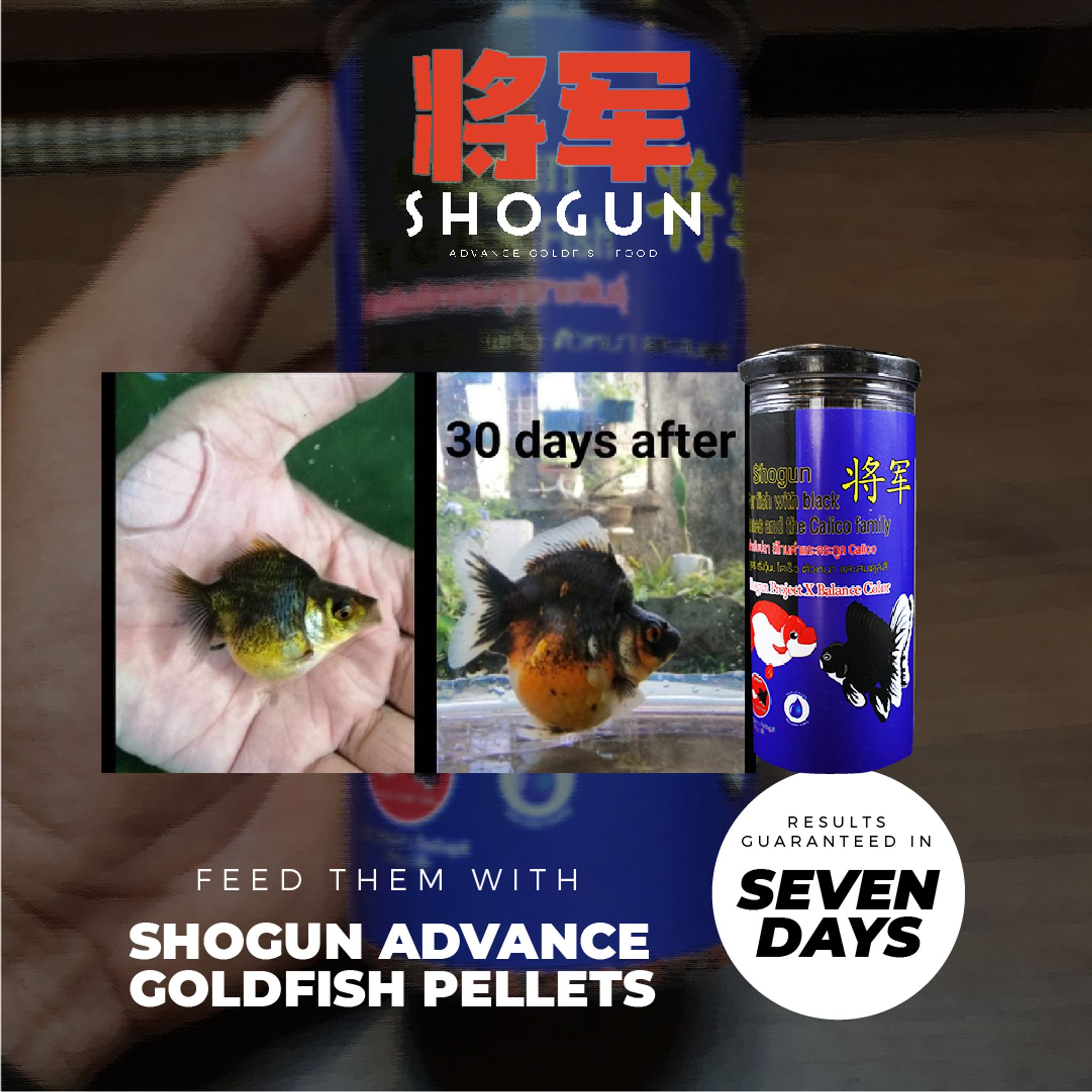 SHOGUN Advanced Gold Fish Pallet Sinking Blue Bottle Balance Color Formula 270 grams SS Pellet Size