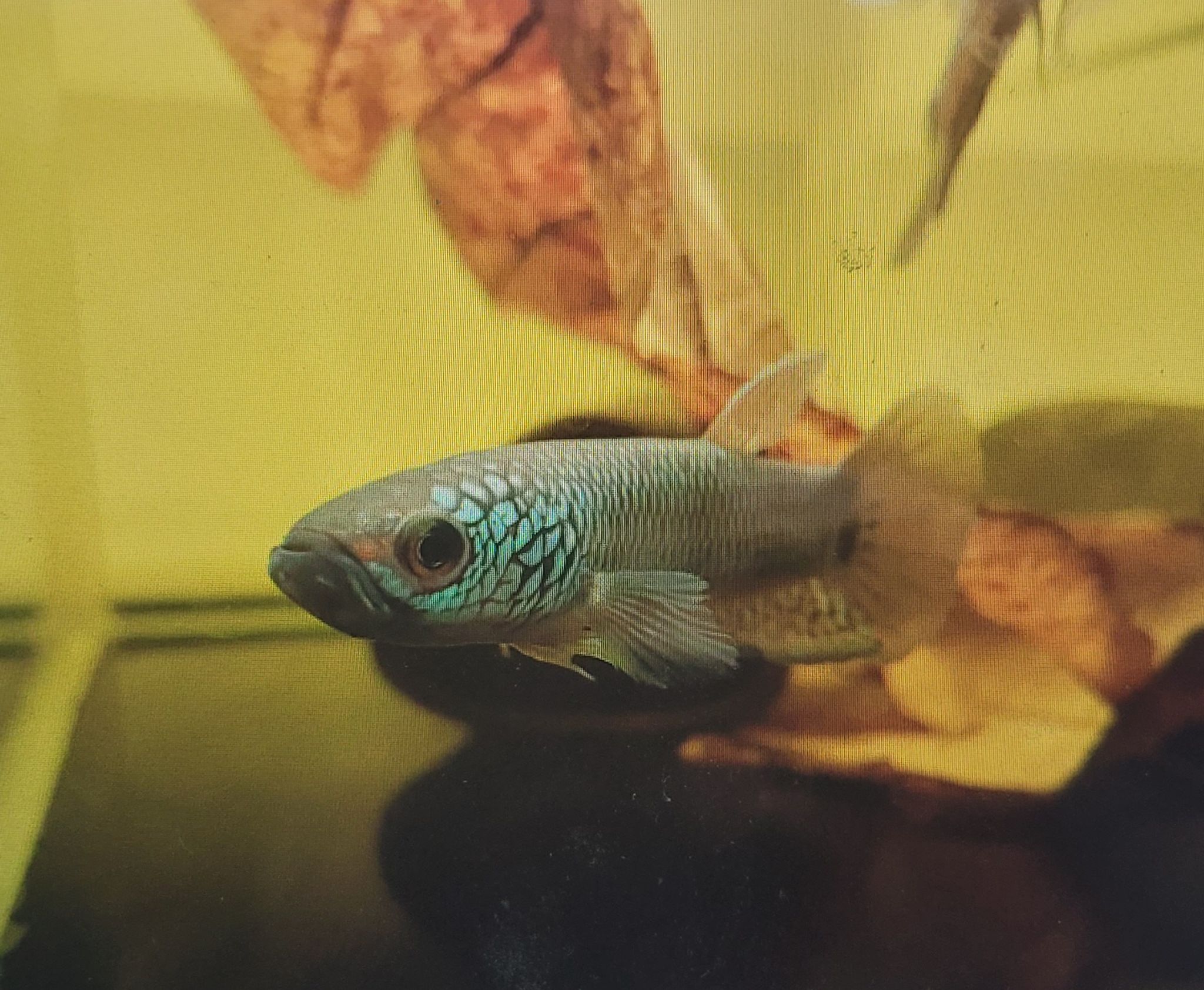 Betta sp. Antuta