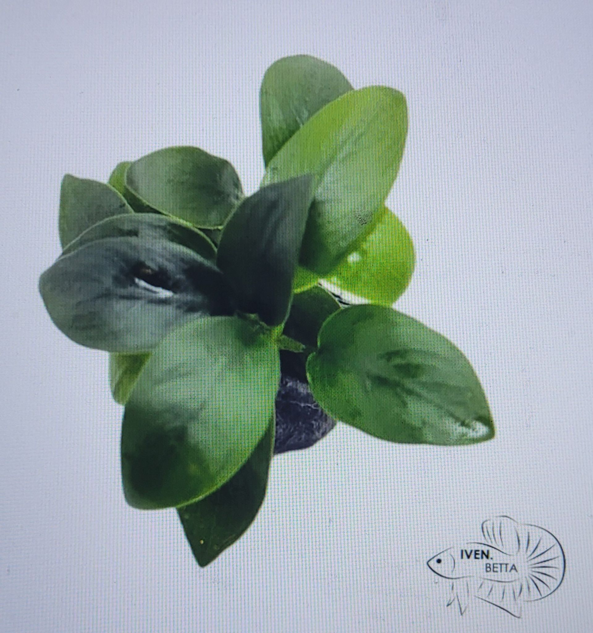 Anubias Barteri var. Petite Nana