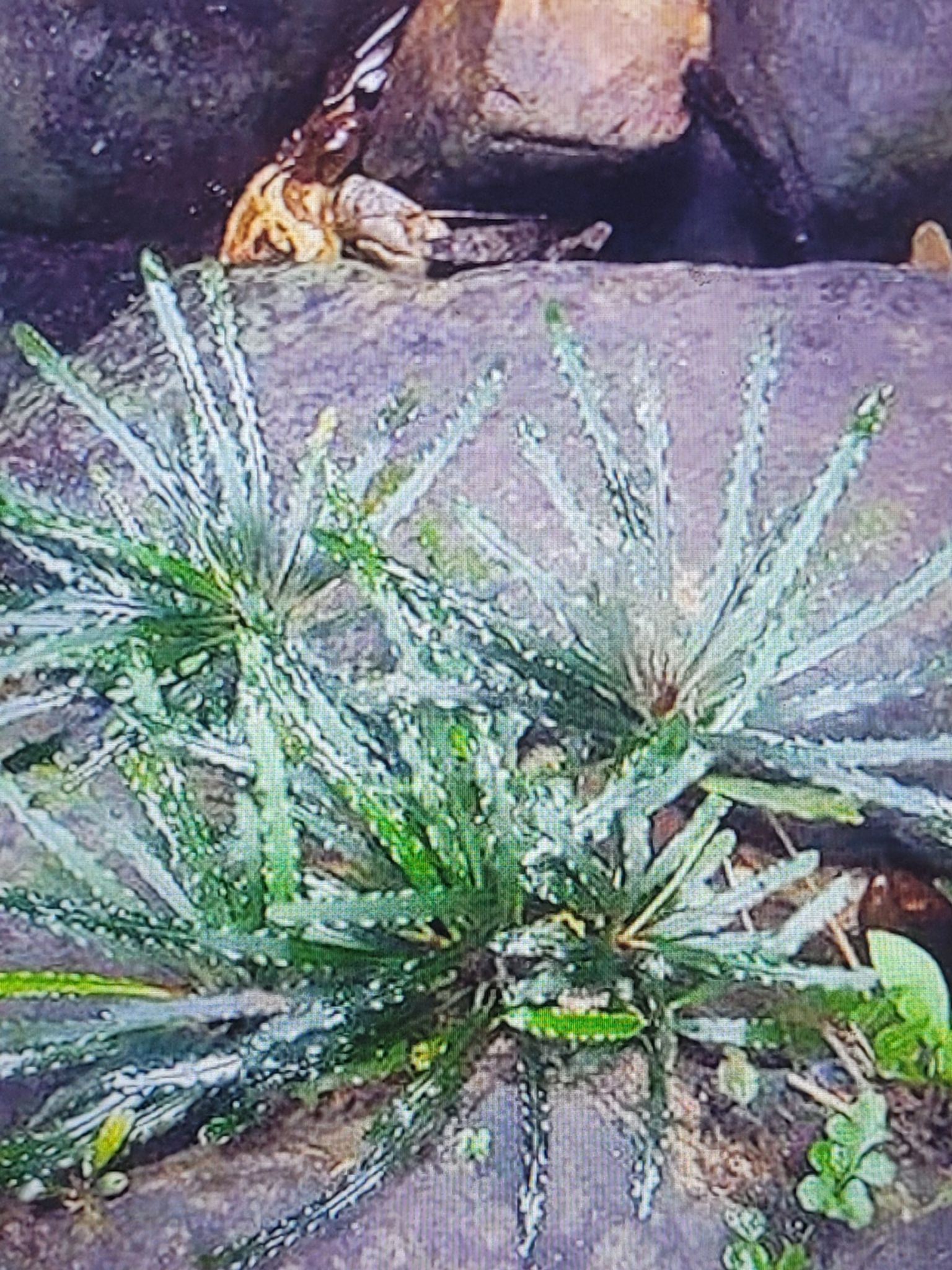 Fenestratarum Mulyadii