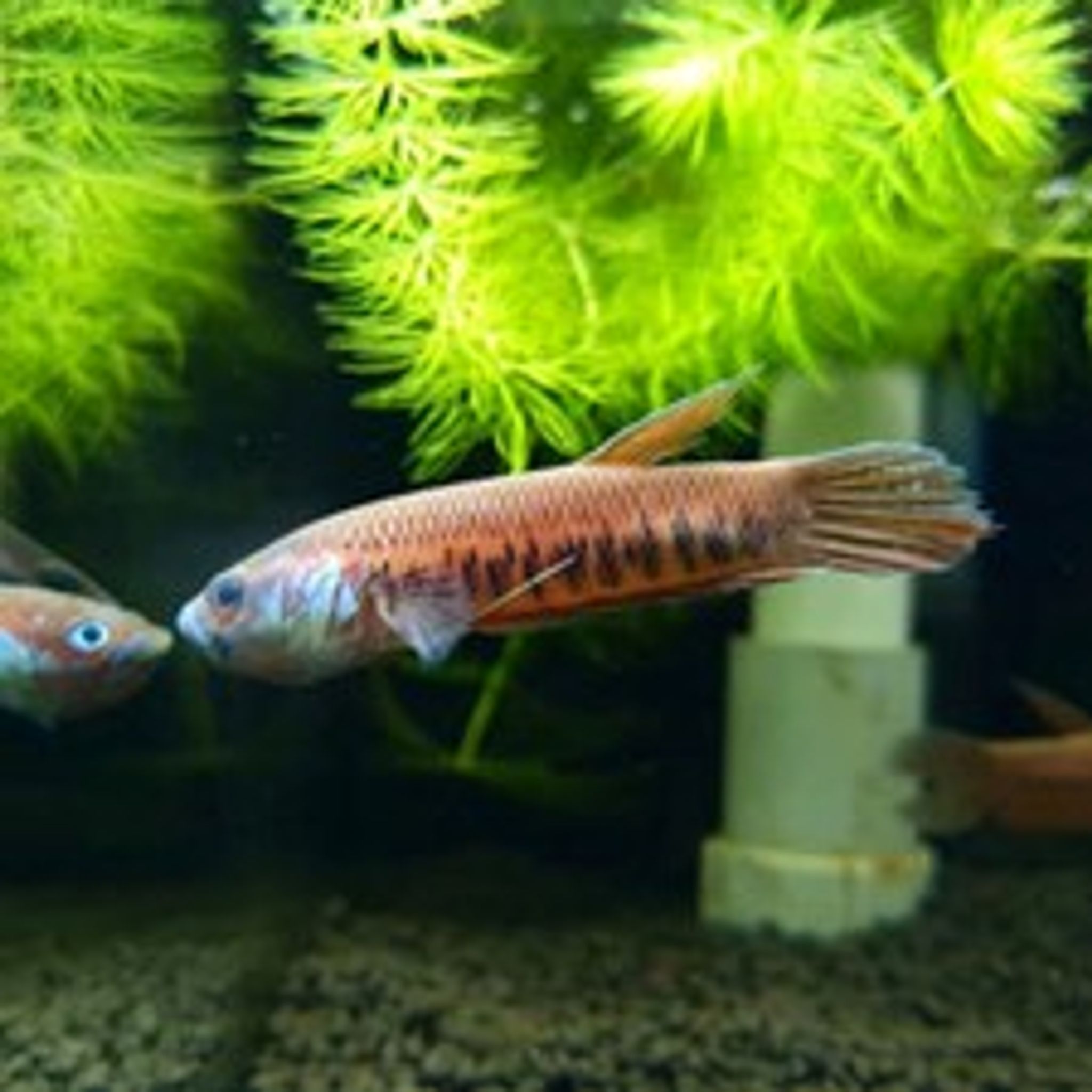 Betta Patoti