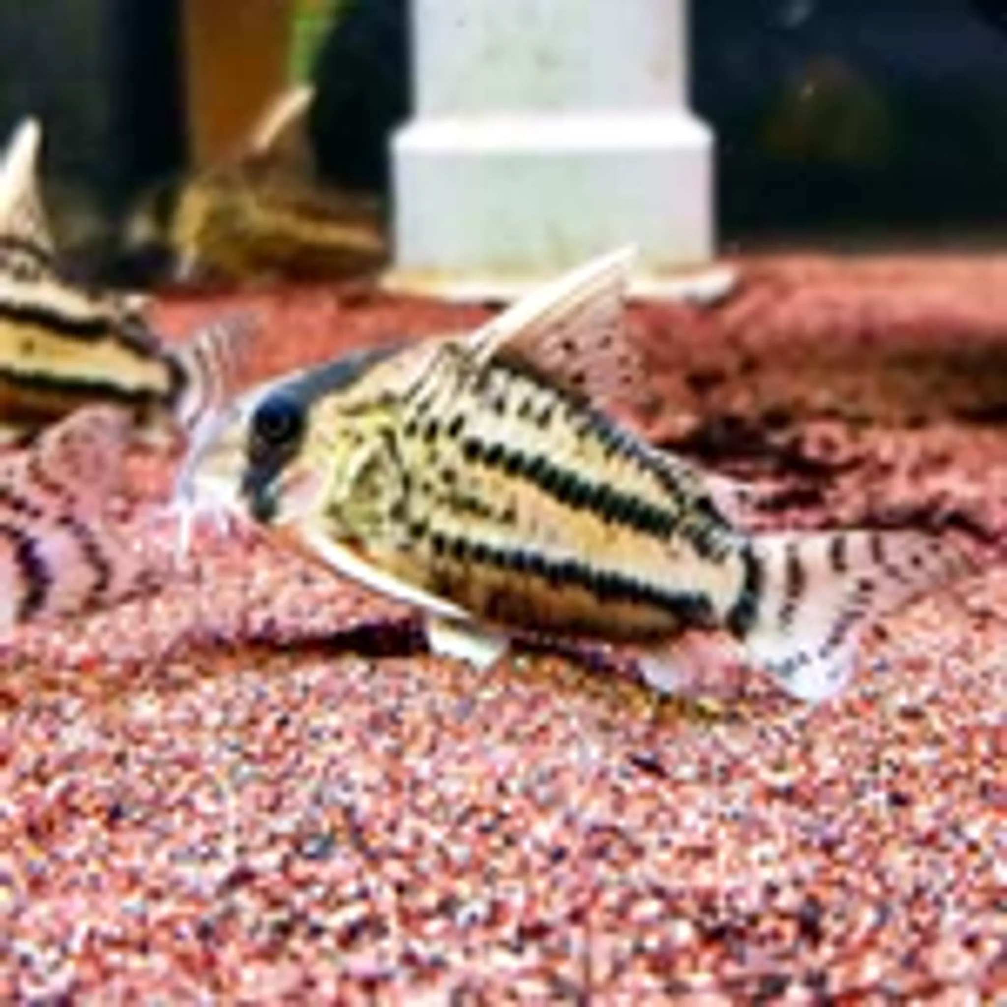 Corydoras Schwartzi sp. CW028