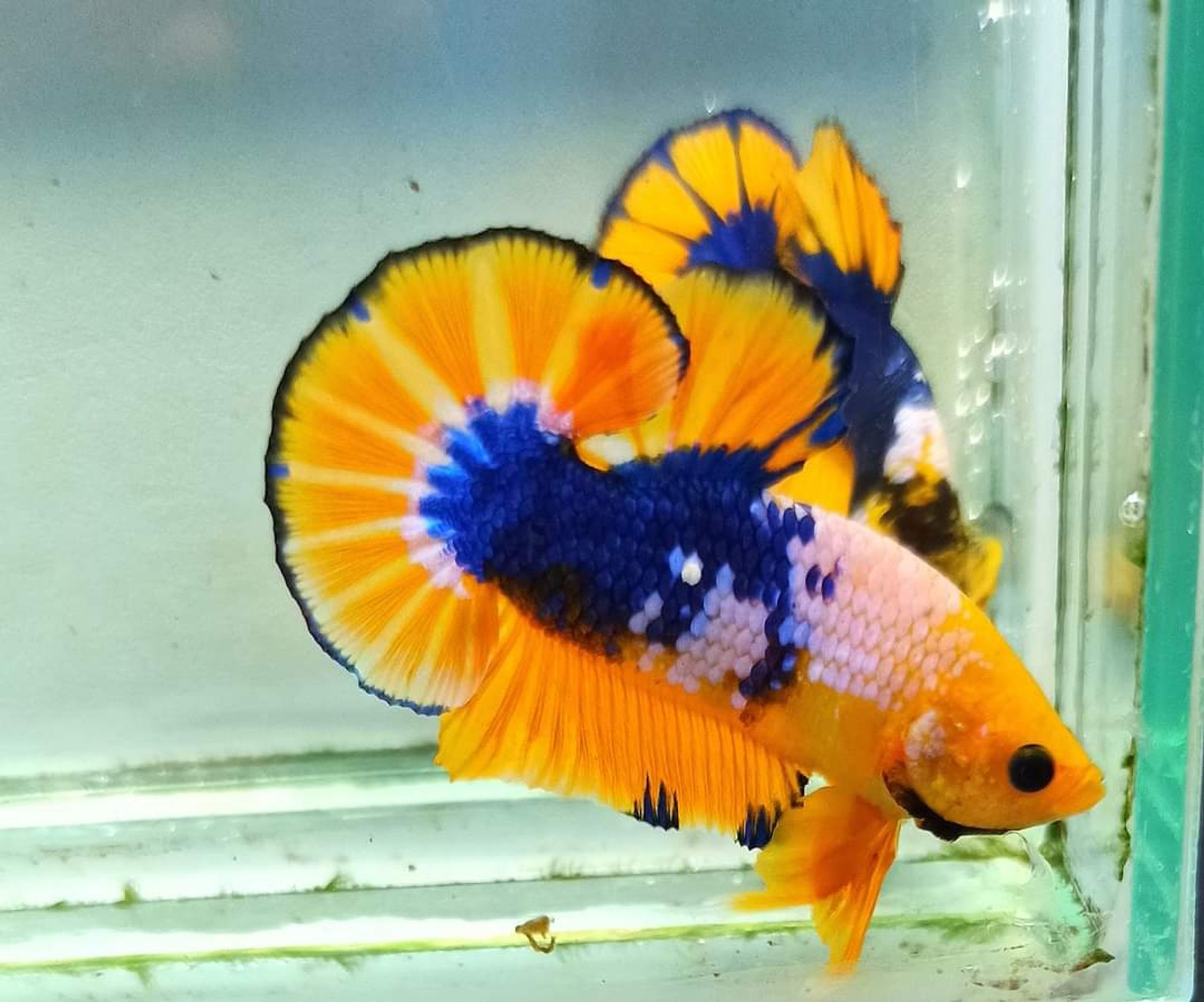 Betta Yellow Fancy