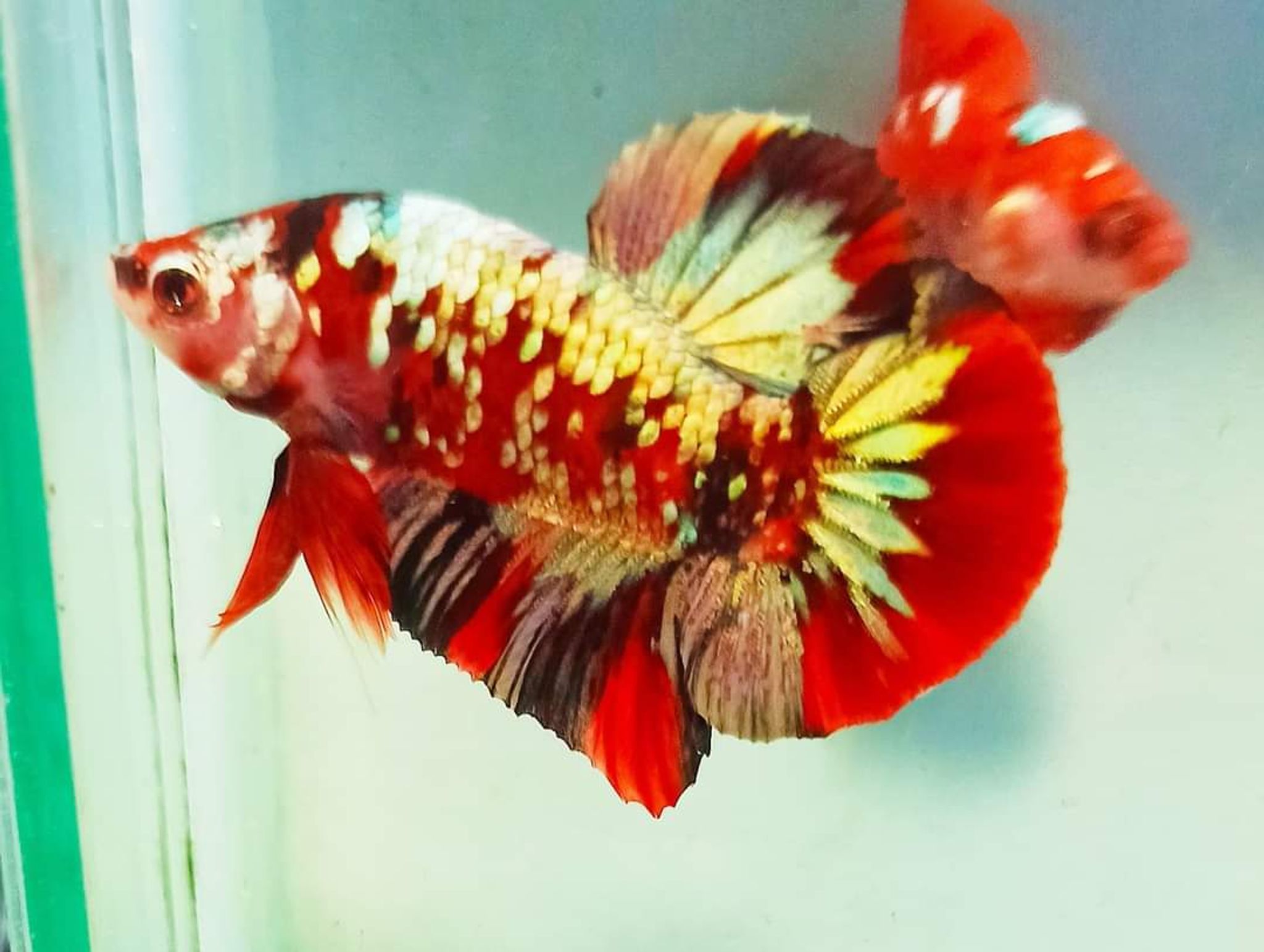 Betta Red Koi Copper