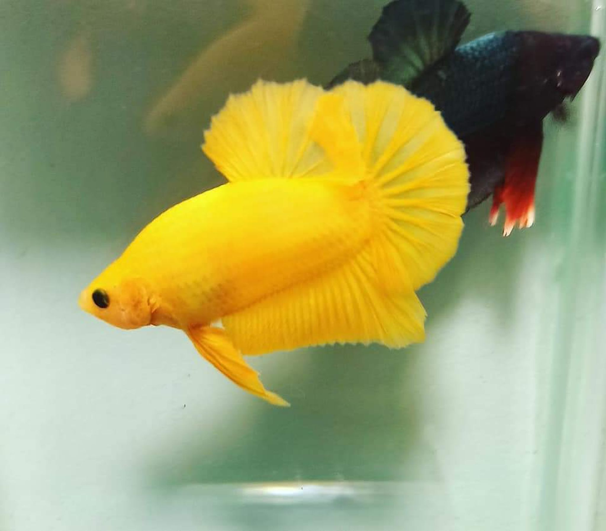 Betta Fancy Yellow Solid