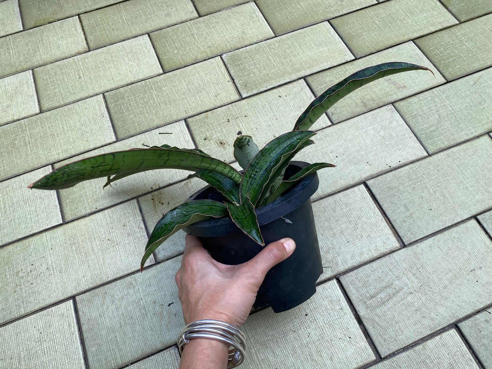 Sansevieria cleopatra (actual plant)