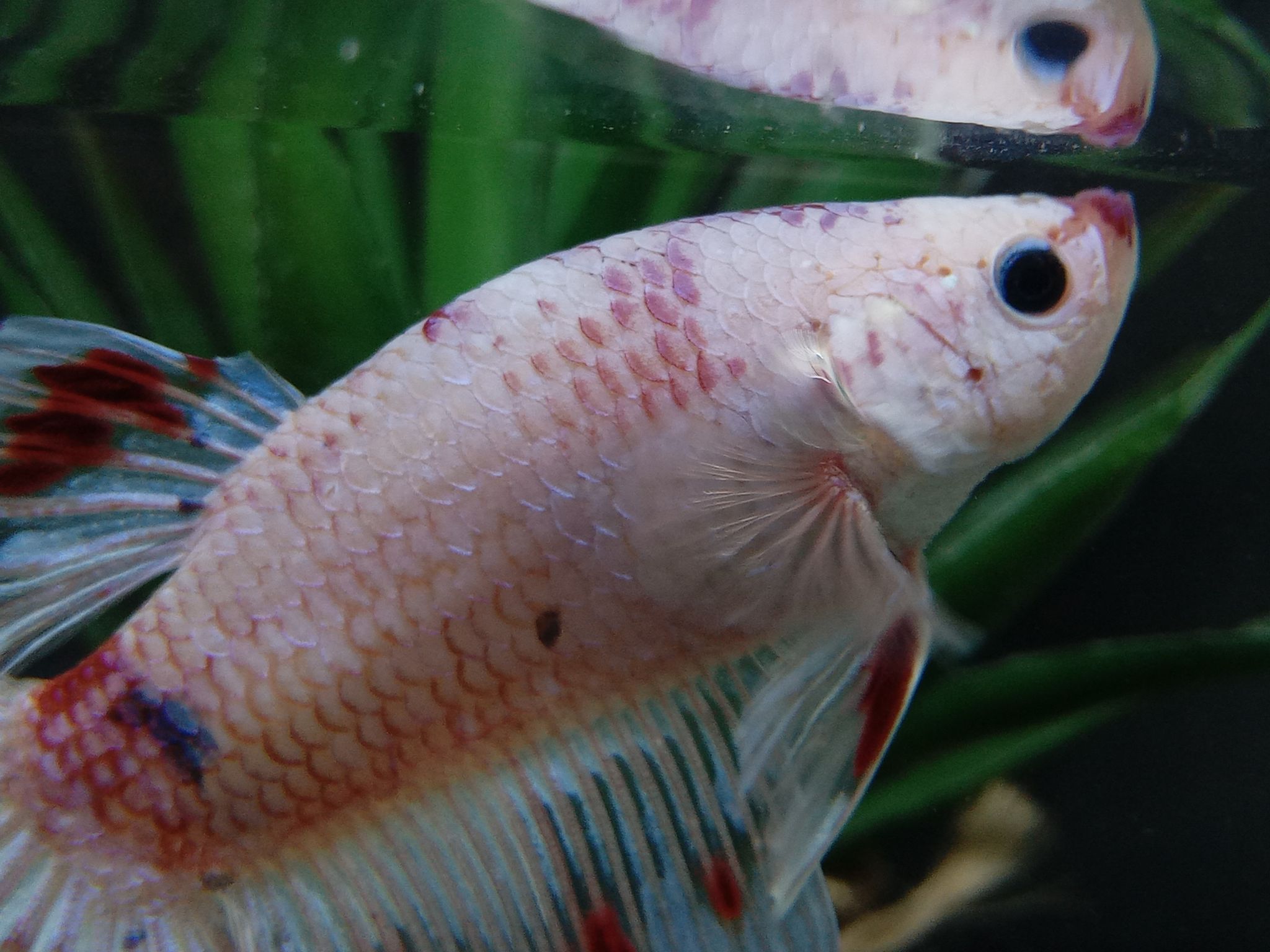 Giant Halfmoon Snow White Candy Purple Lips Monster Betta Fish BO5,2cm TL8cm