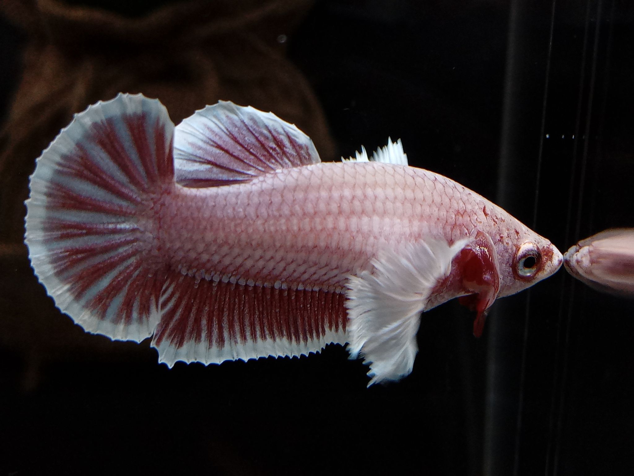 Female Dumbo Elephant Ear Betta Fish Full Egg