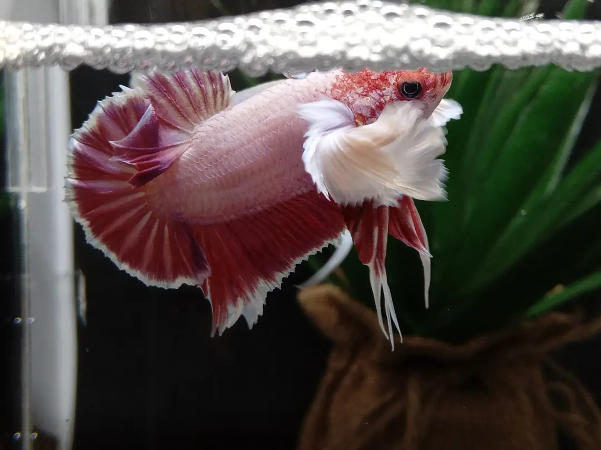 Dumbo Ear Betta Elephant Ear Lavender Pink Big Pectoral