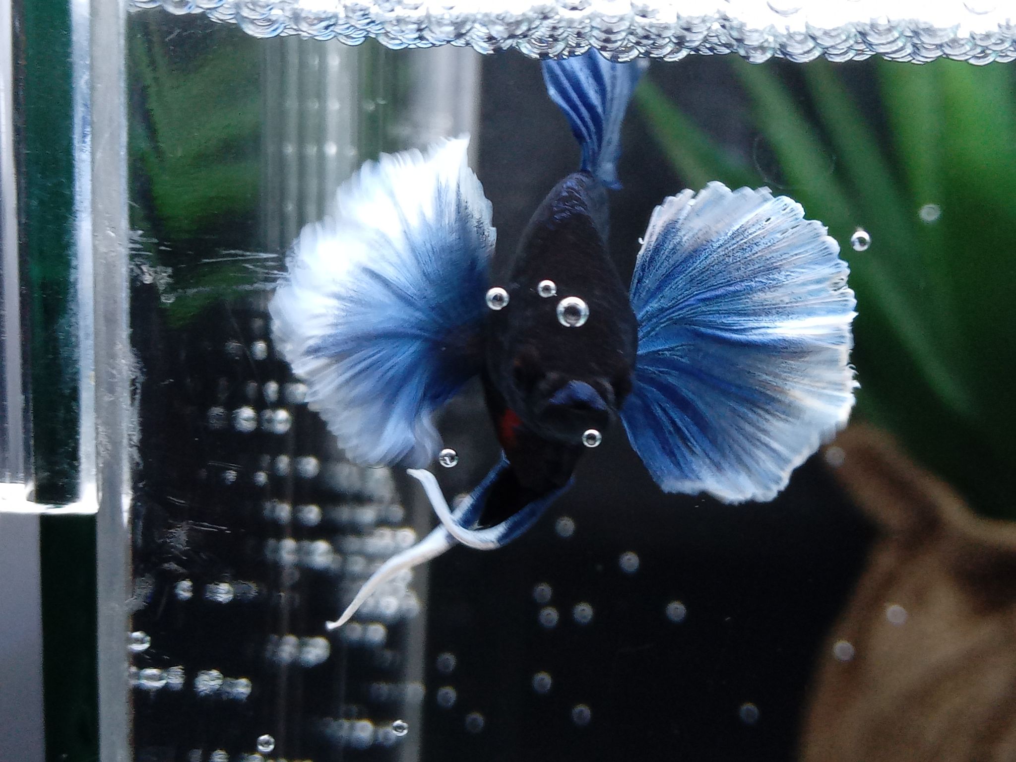 DUMBO ELEPHANT EAR BLUE BETTA FISH