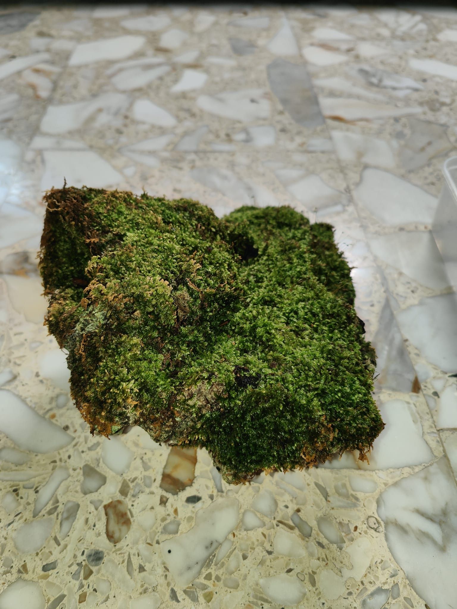 Moss live moss on coral stone terrarium