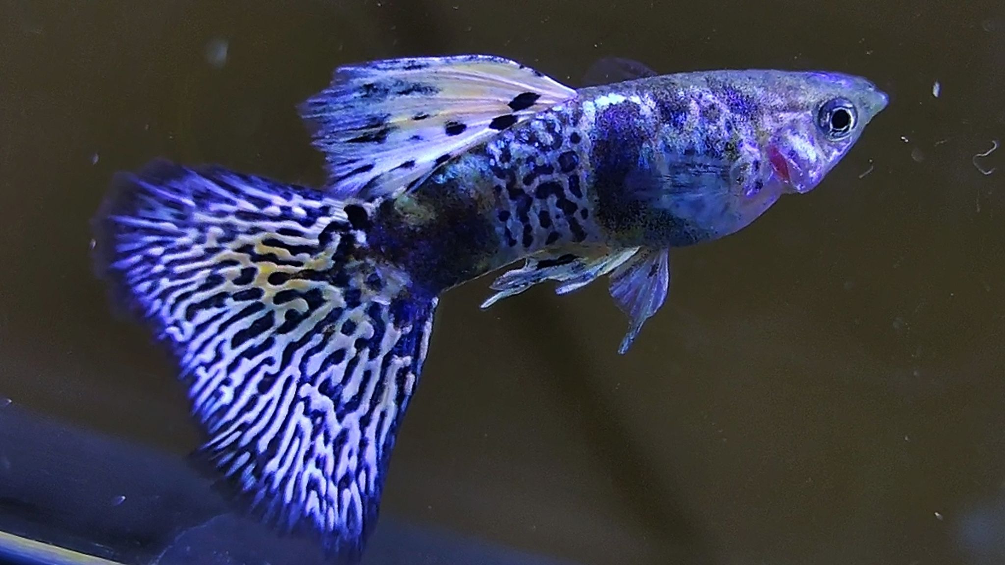 Yellow Tiger King Cobra Guppys