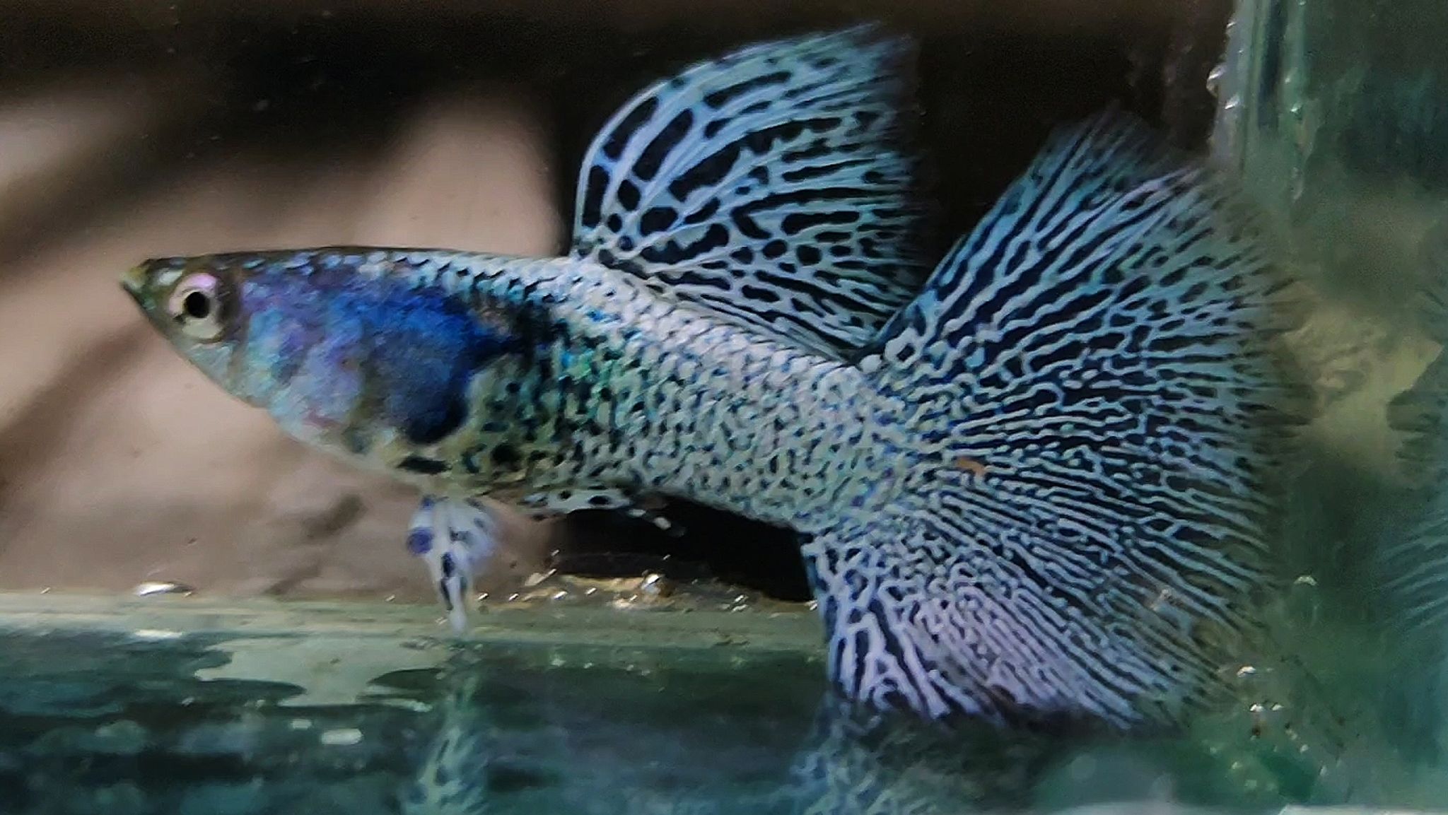 Mettal snakeskin blue Lace Guppys 