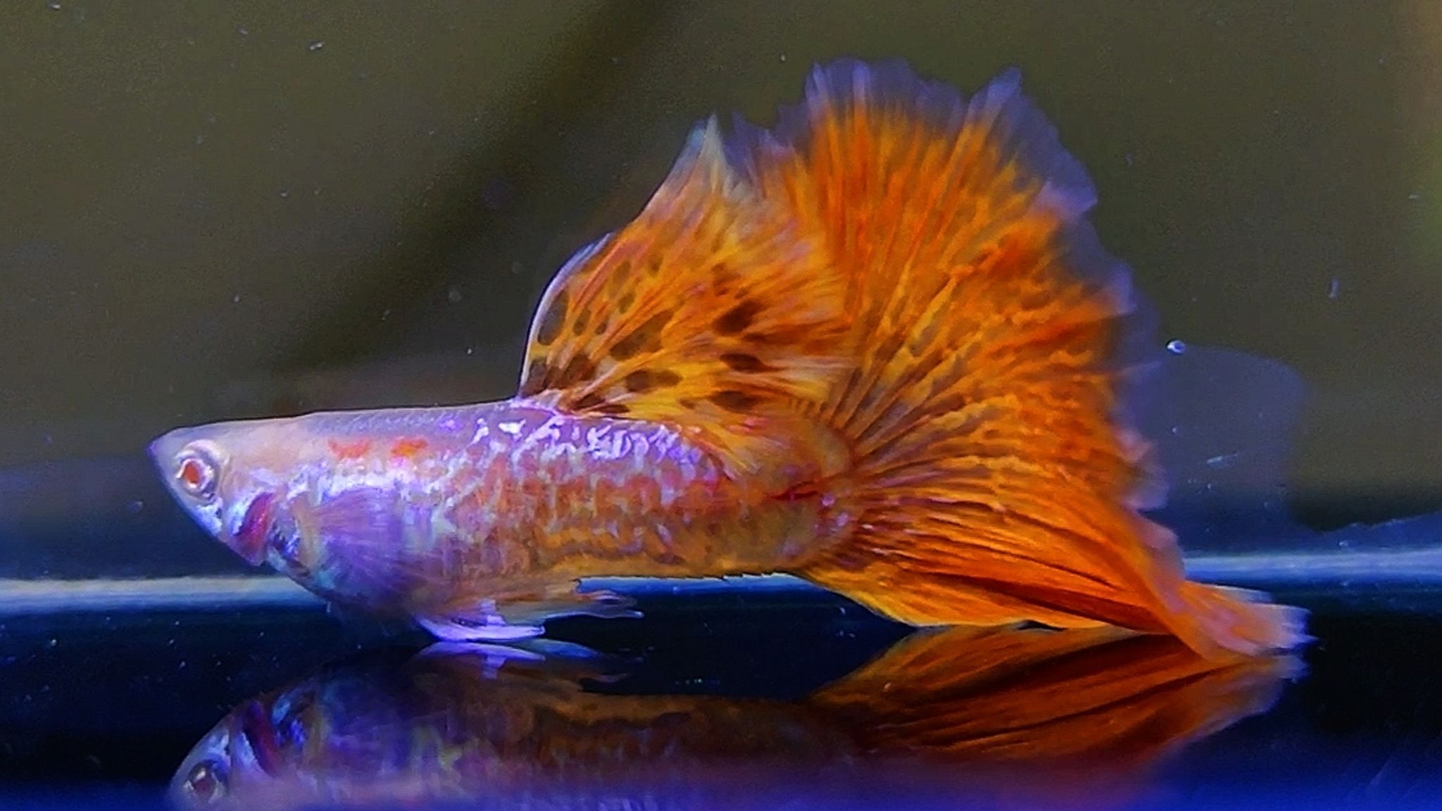 Albino red dragon New Guppys 