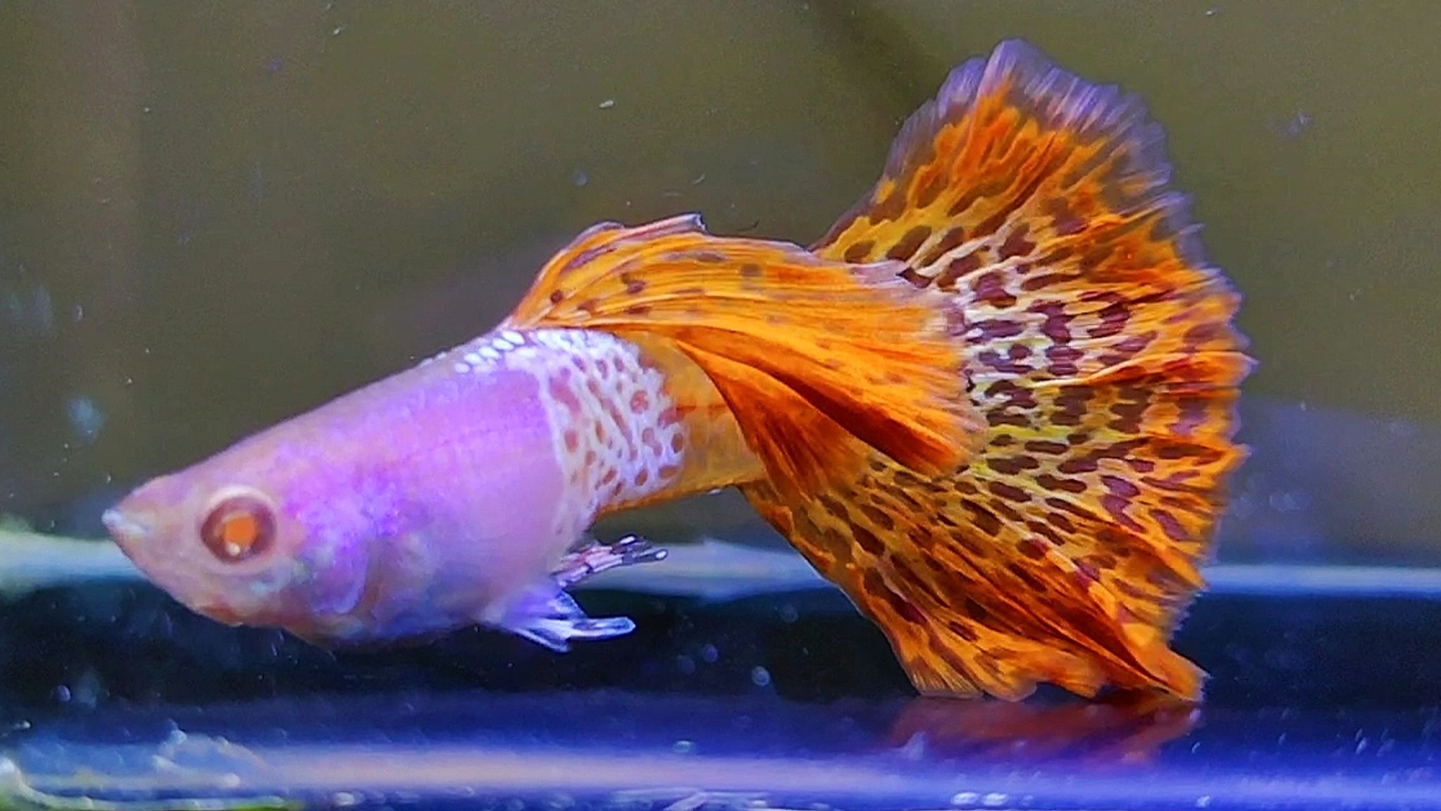 Albino mettal snakeskin red lace ROSTAIL guppys