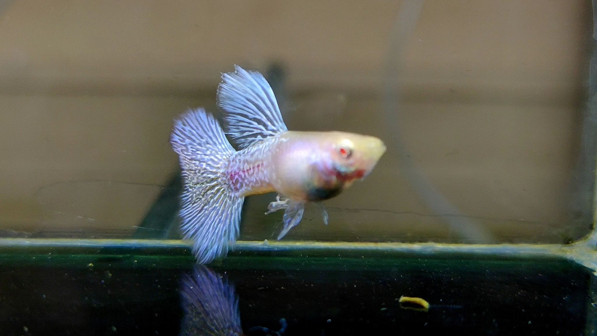 Albino mettal snakeskin blue dragon guppys