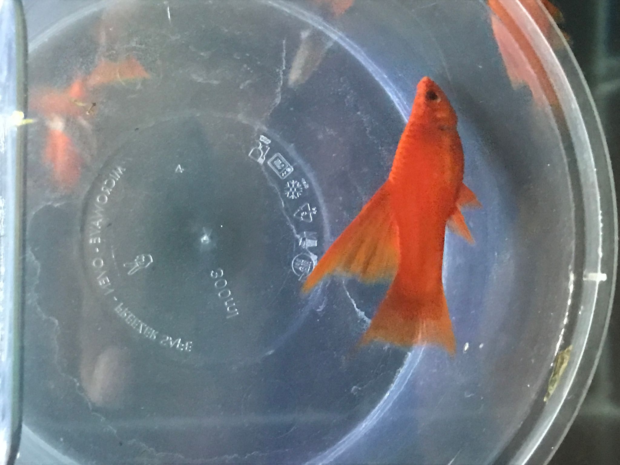Blood red lyretail sword tail 4-5 cm