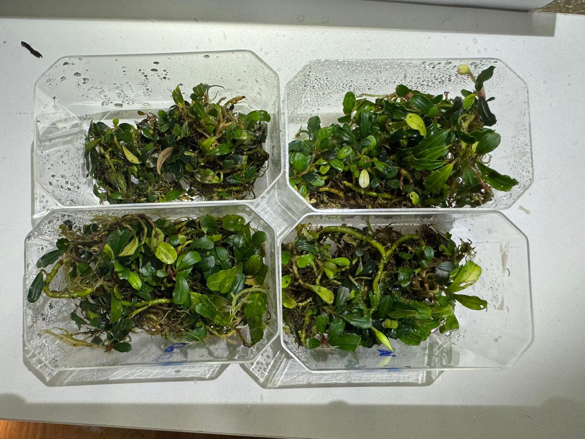 Product image Bucephalandra (Buce) - Aquarium Live Plant Bucep 3 icon arrow left boldicon arrow right bold Share: 0 Product Information Section Bucephalandra (Buce) - Aquarium Live Plant Bucep