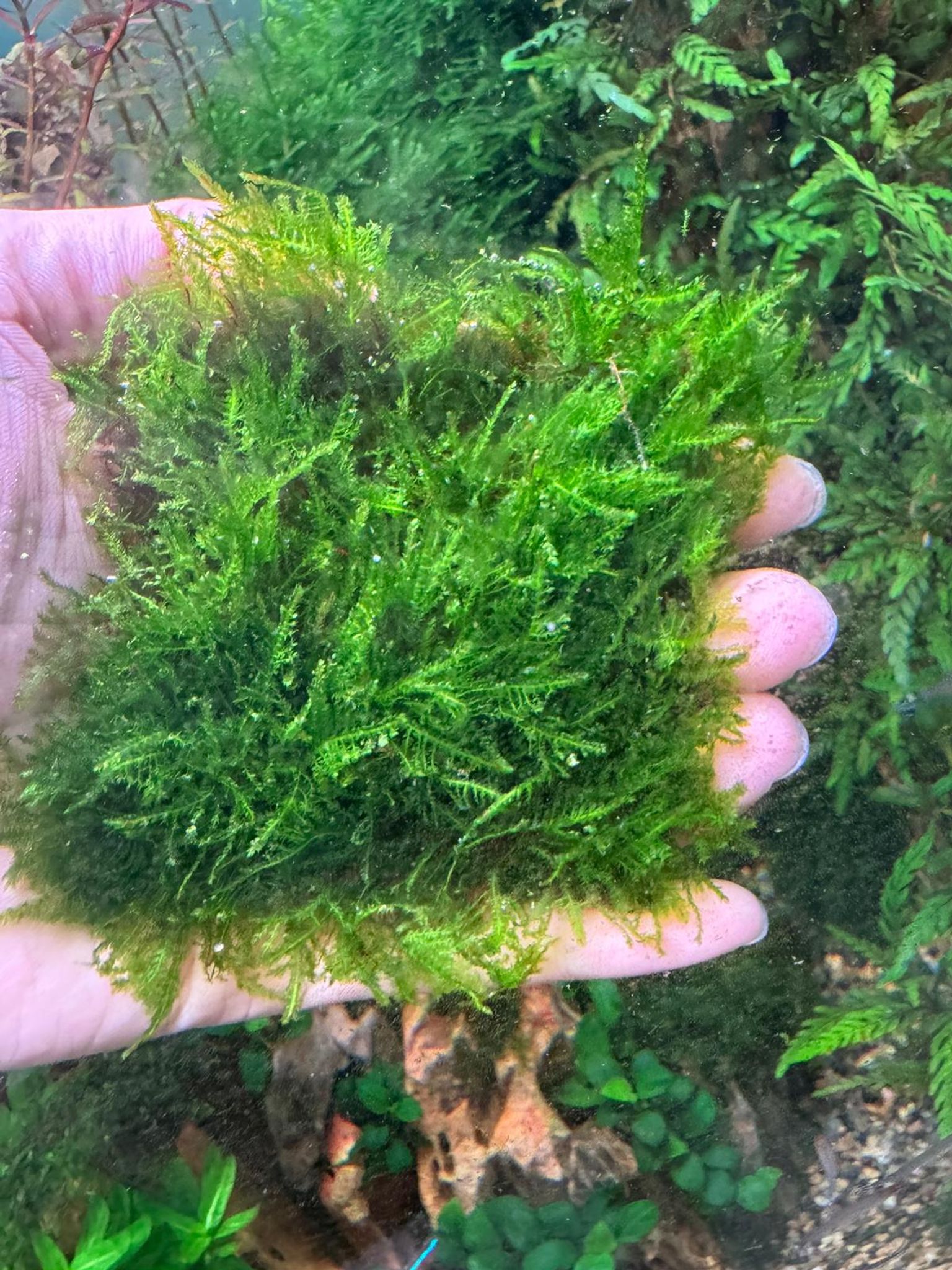 Aquarium Live Aquatic Moss Assorted Moss Mesh (7x7cm)