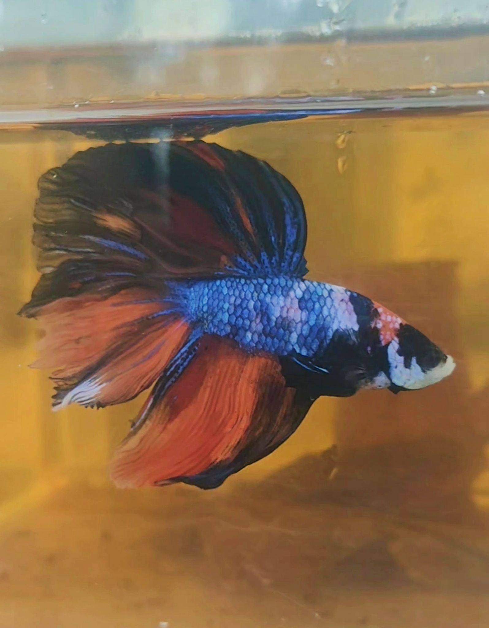 Bettafish halfmoon big size || Nemo multycolour long tail || bettafish halfmoon
