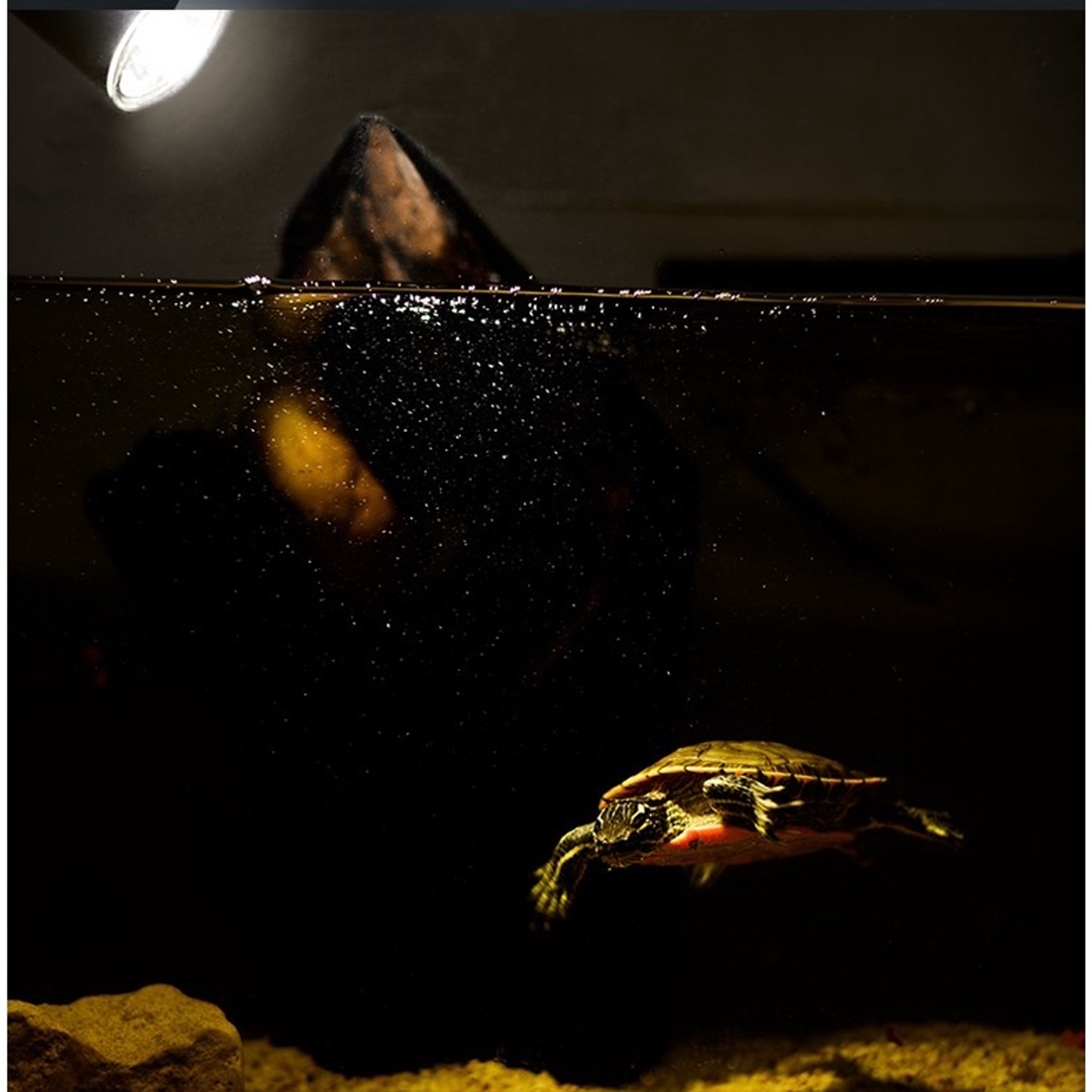 UVA + UVB Turtle Basking Lamp, Turtle Light For Metabolism Boost & Mood Regulation | Turtle Lamp