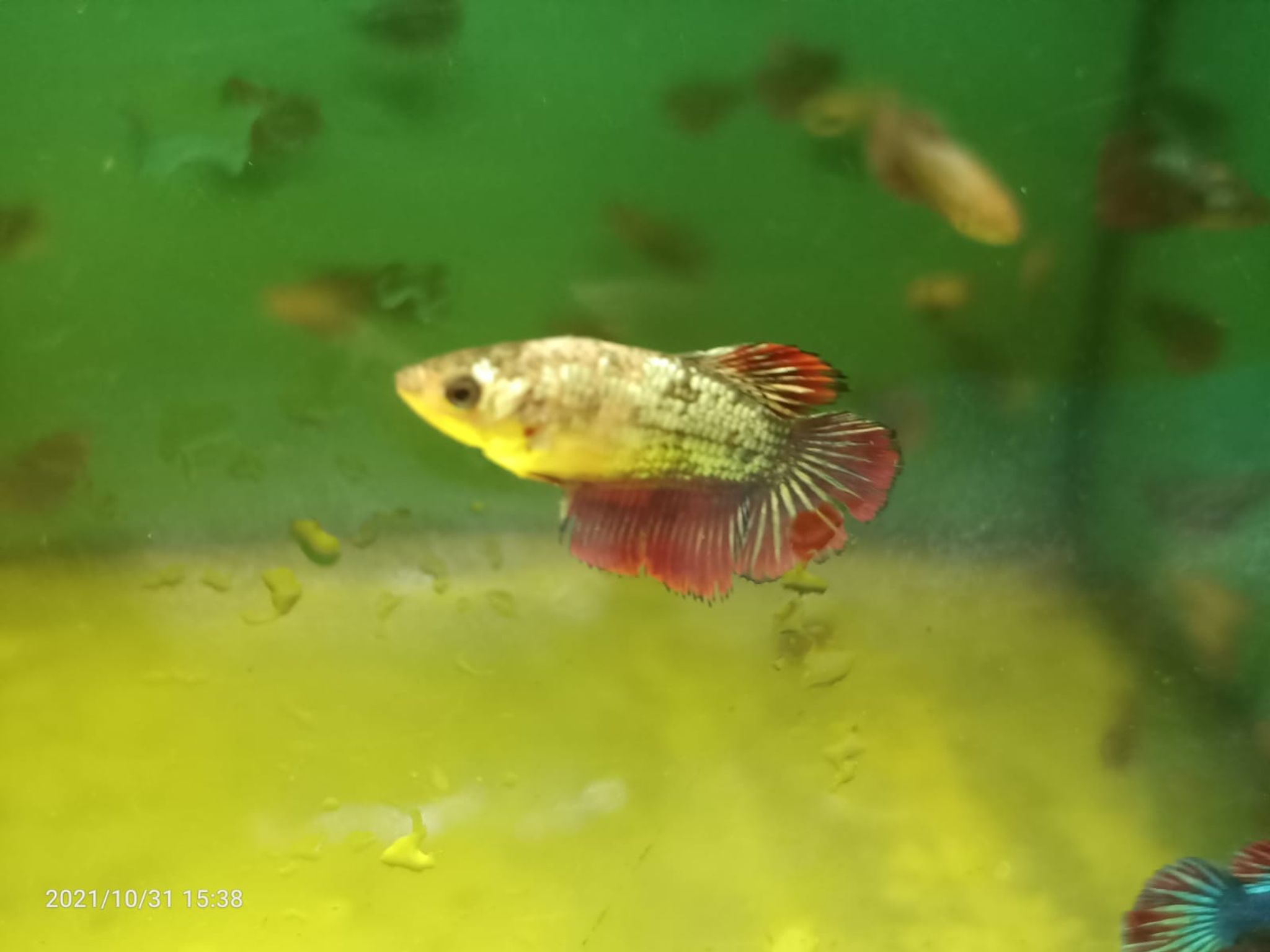 Assorted Female Betta ( BT-0203 )