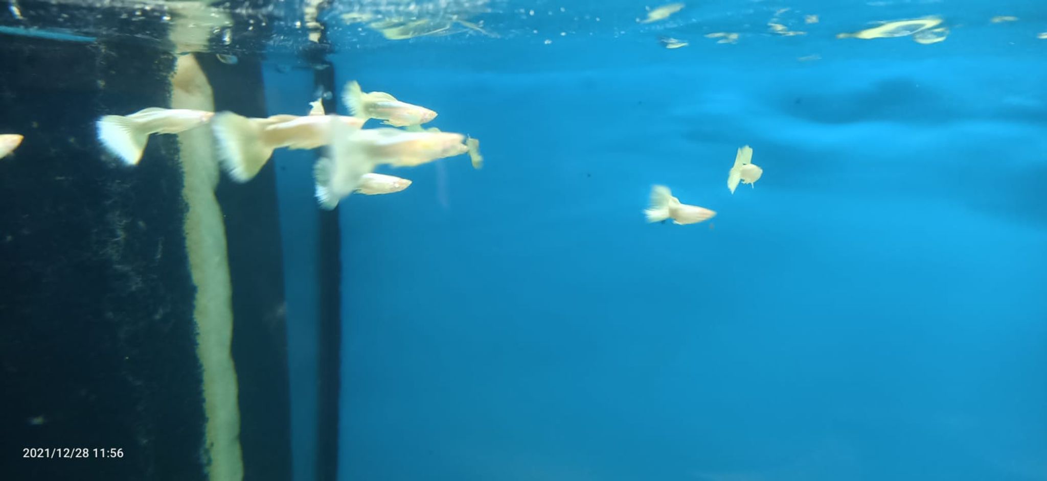 Albino Platinum Guppy