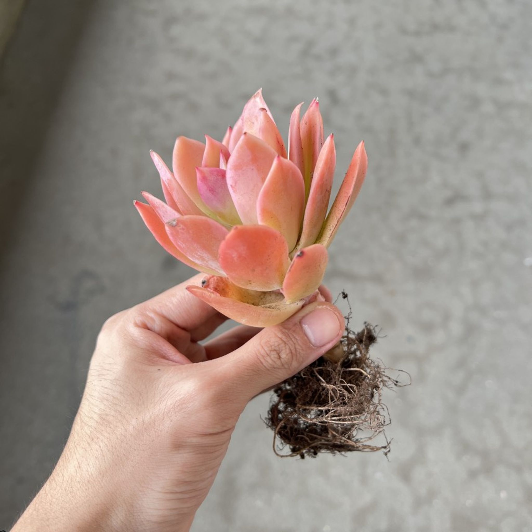 Assorted Bareroot Succulents