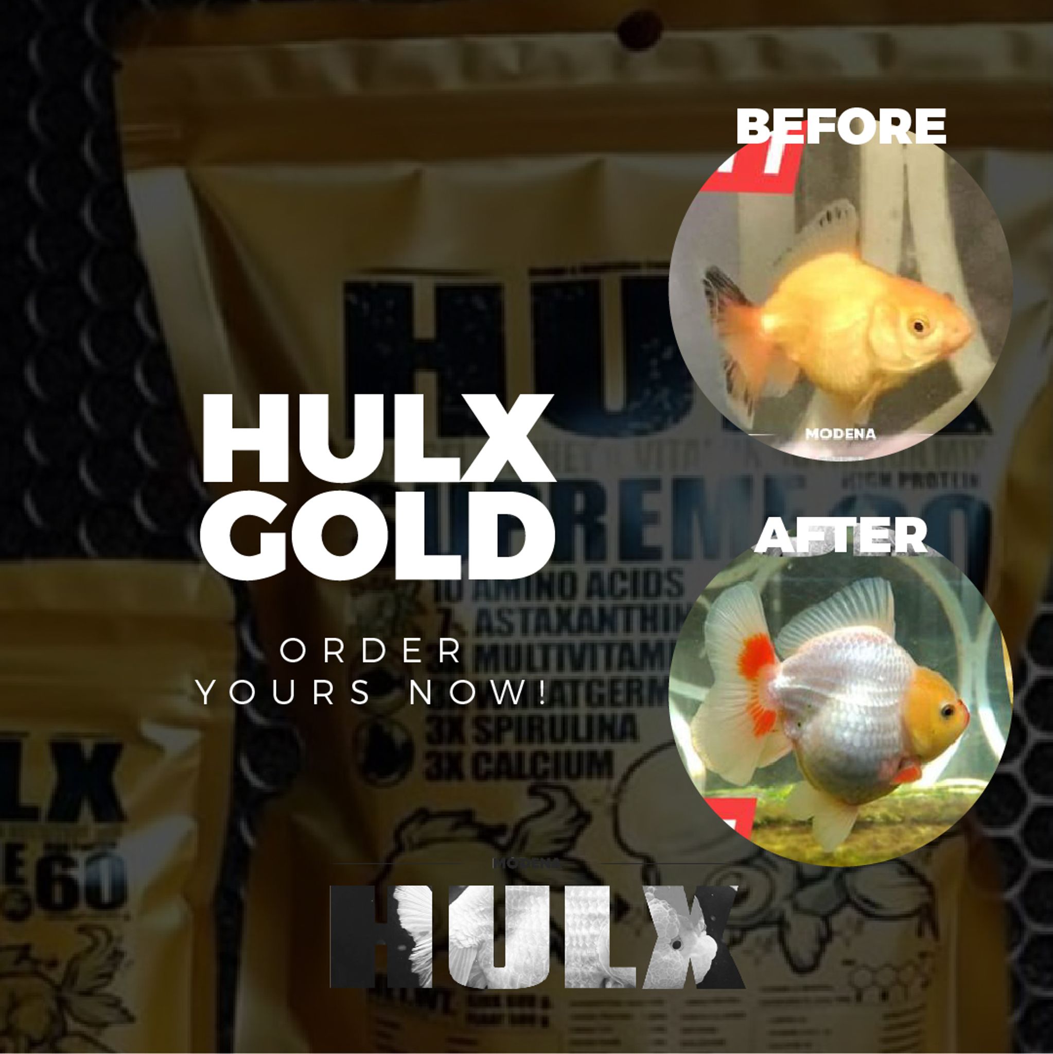 HULX GOLD Goldfish Food For Muscle & Mass Gain, Mussel & Whey & Vitamin Nutrition Mix + Conceive Block, Supreme 60