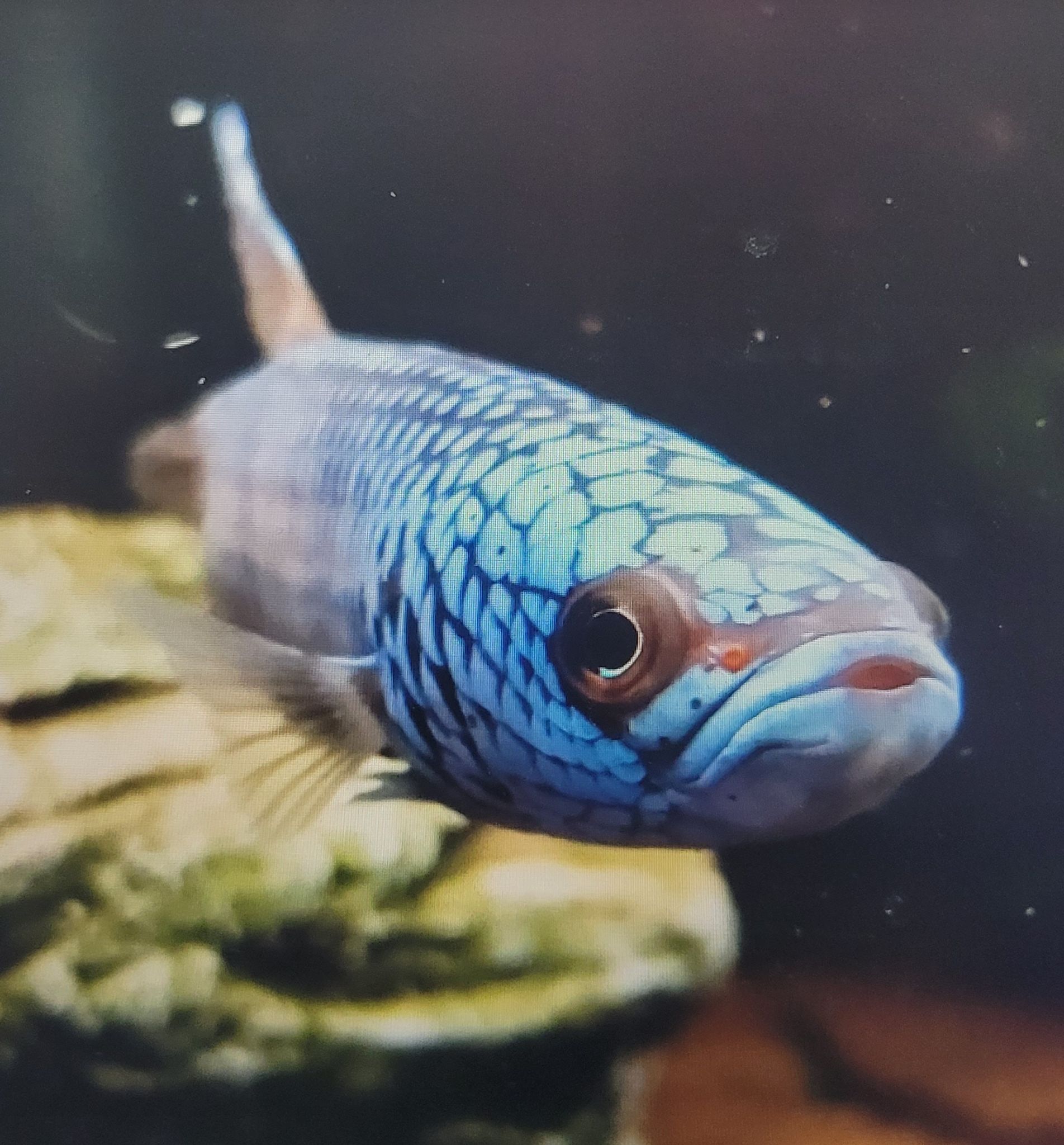 Betta sp. Antuta