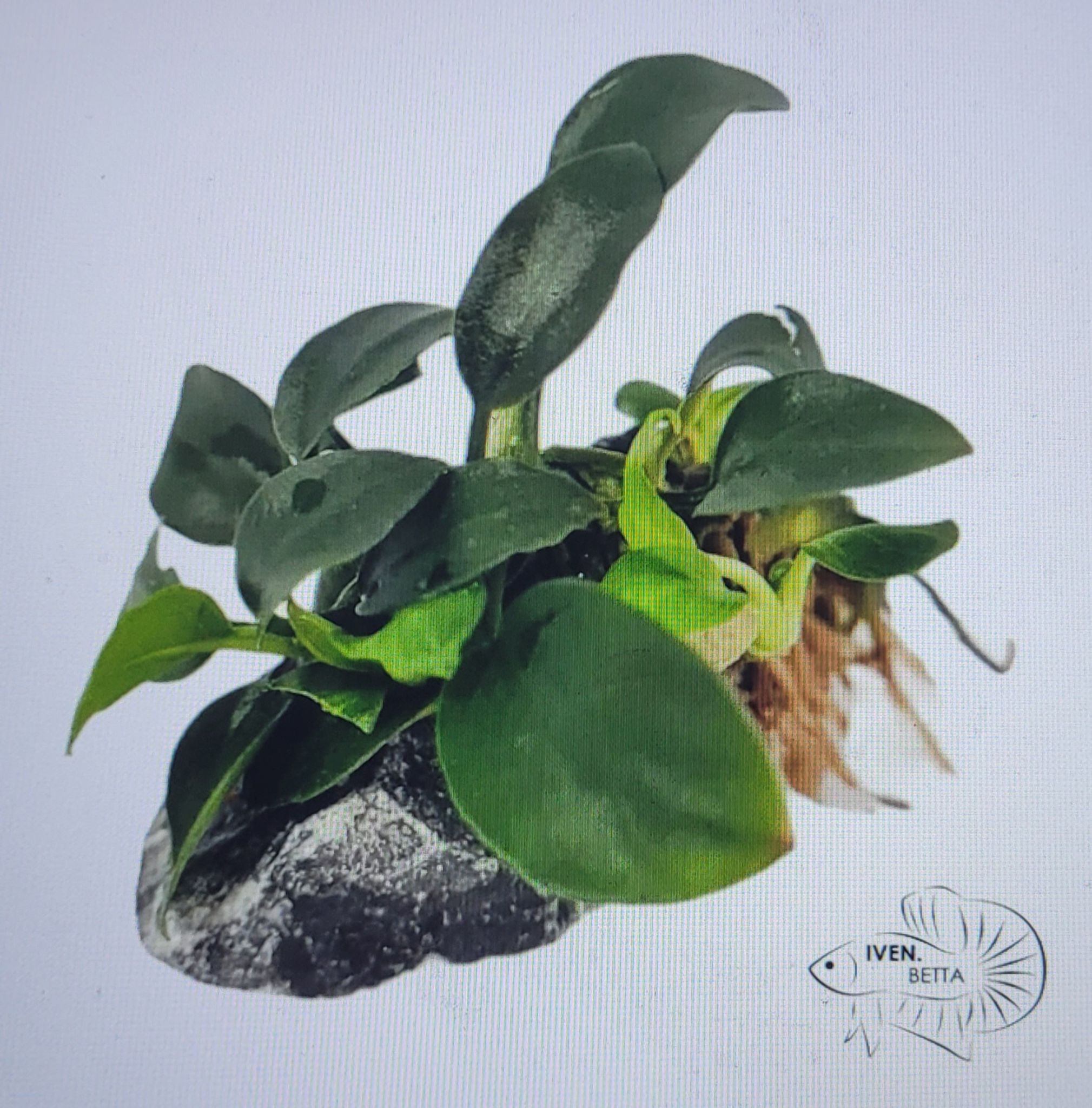 Anubias Barteri var. Petite Nana