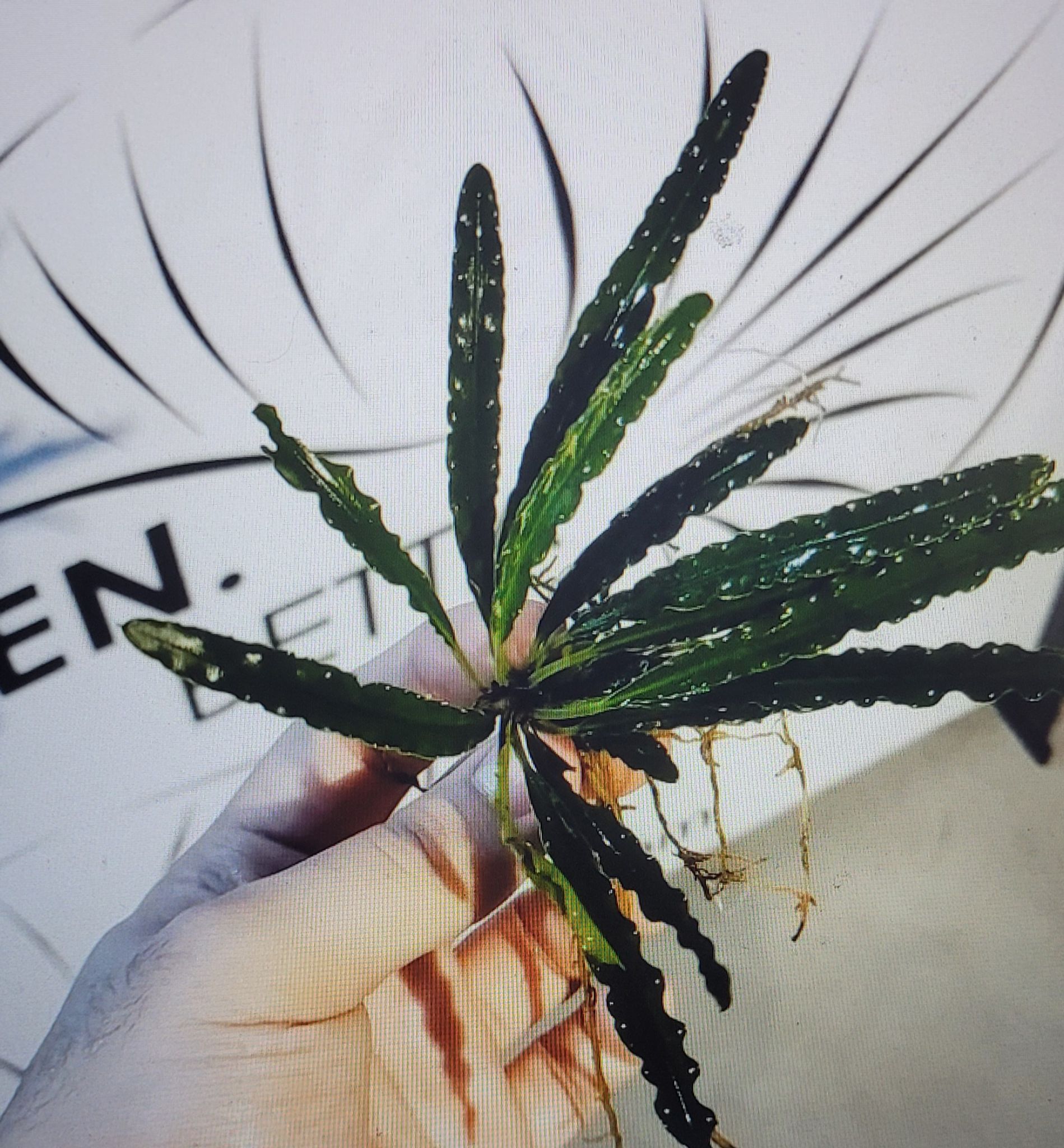 Fenestratarum Mulyadii