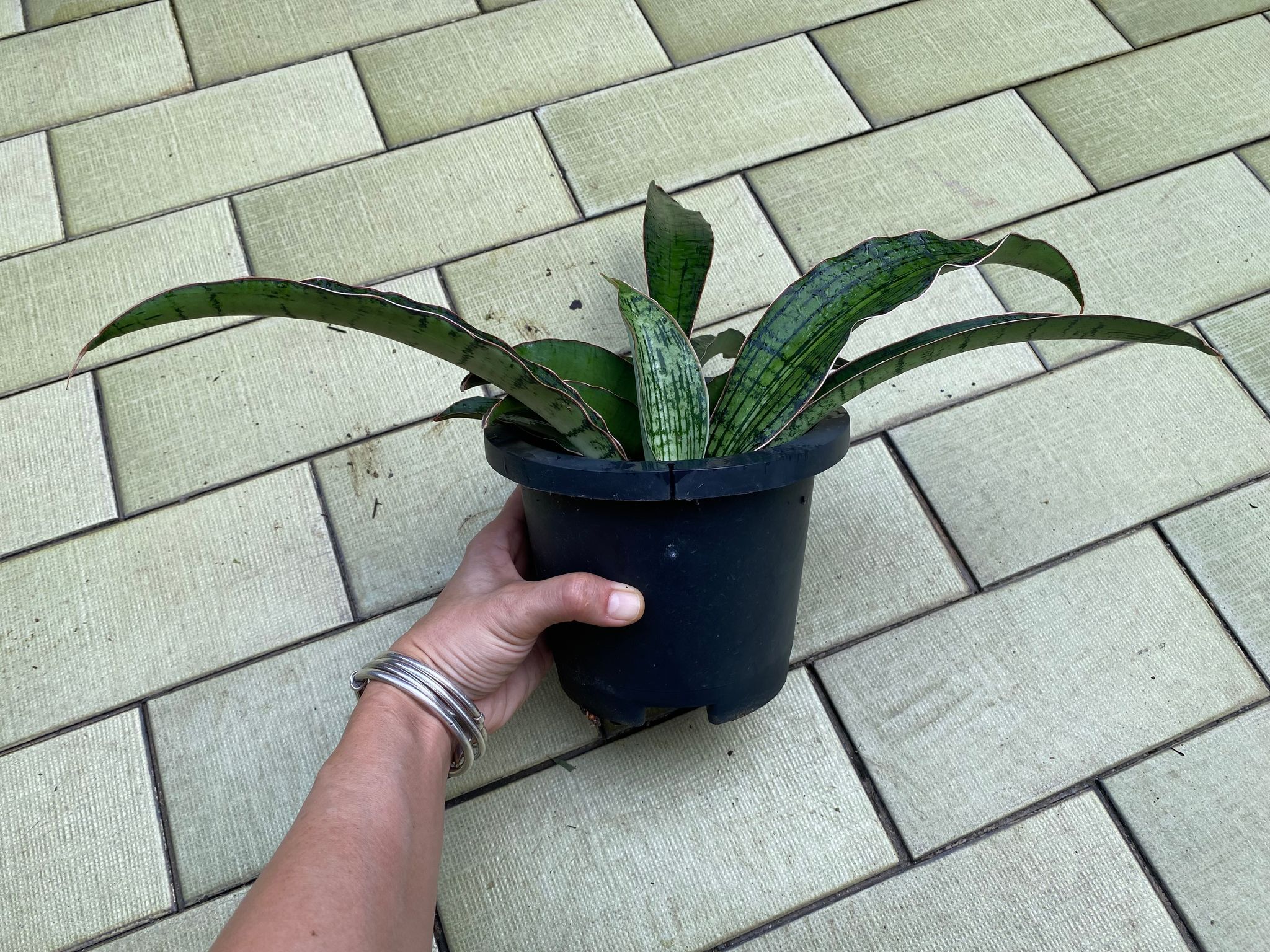 Sansevieria cleopatra (actual plant)